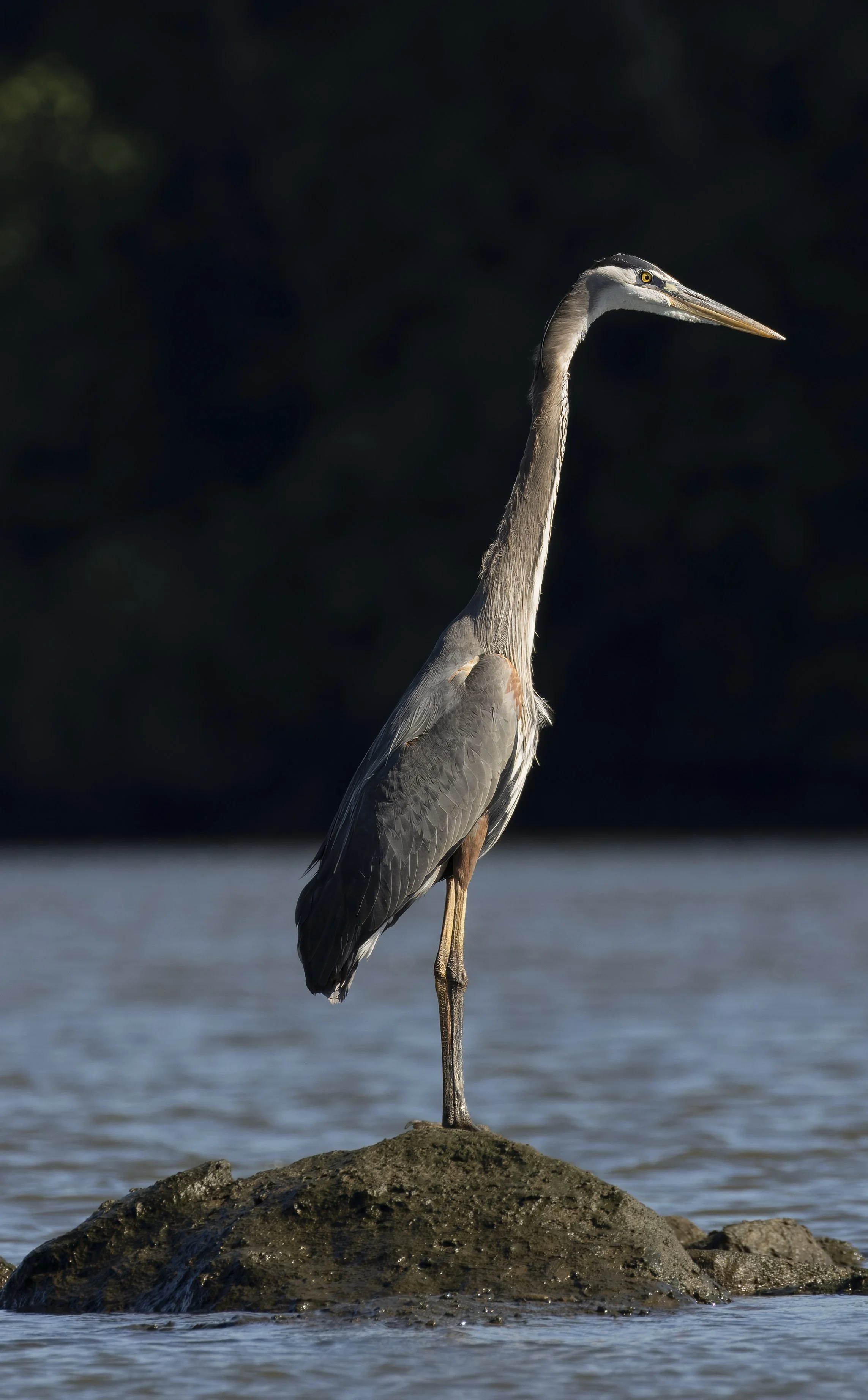 BlueHeron_SST_061524_2103.jpg