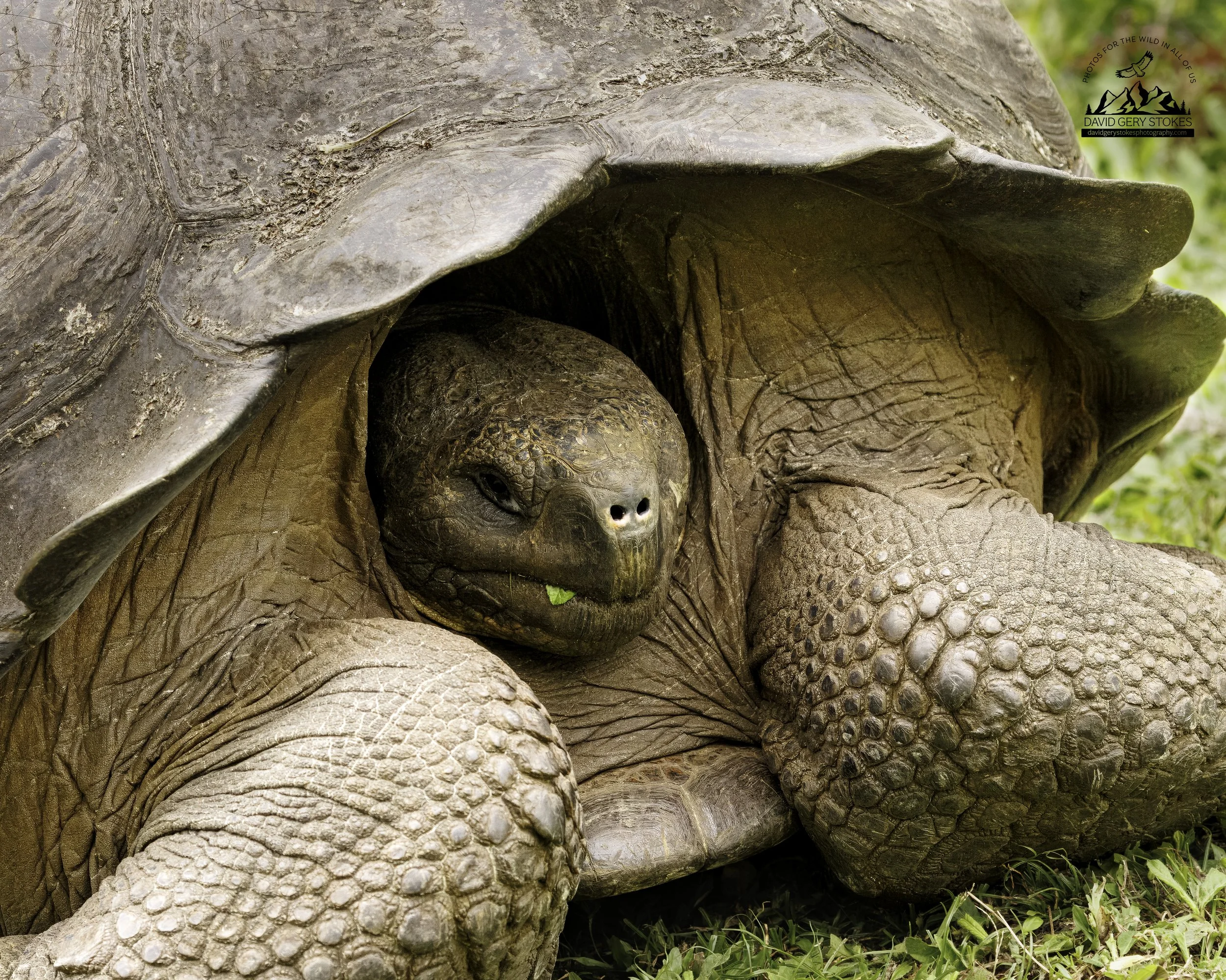 3450 Galapagos Giant Tortoise