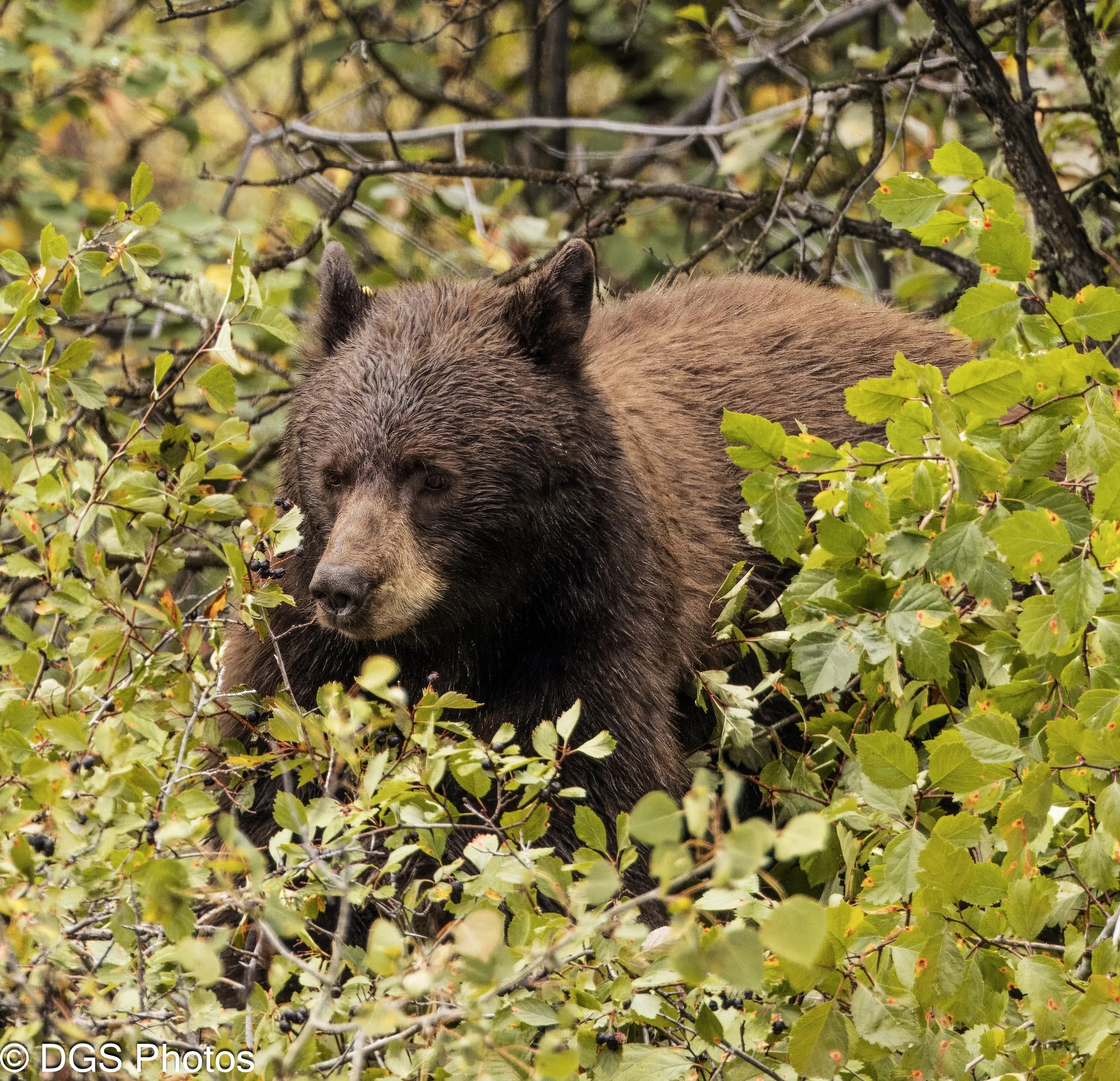 Berry_Bear_YGT3_0390.jpg