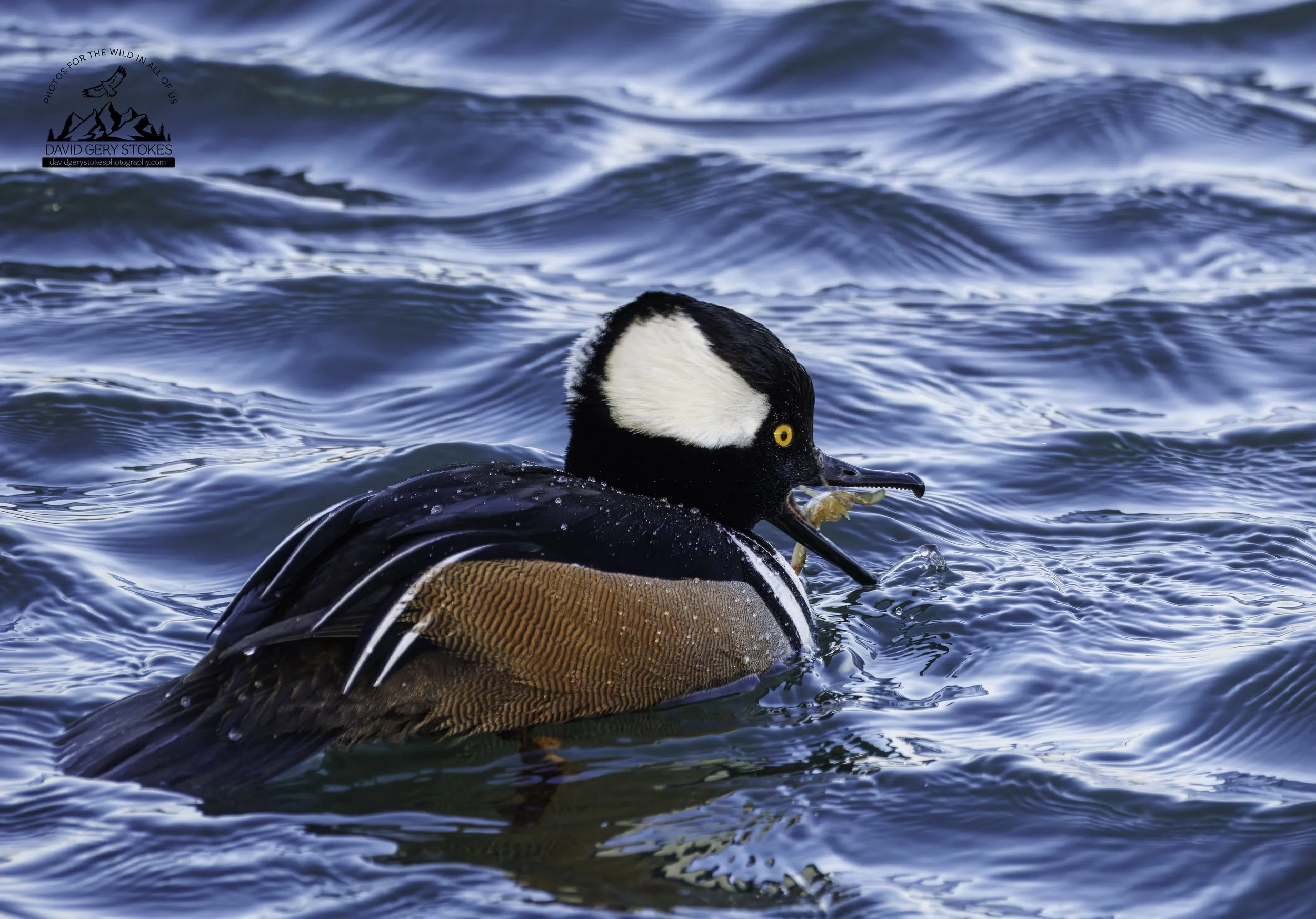 Hooded_Merganser_EF_021126_1109.jpg