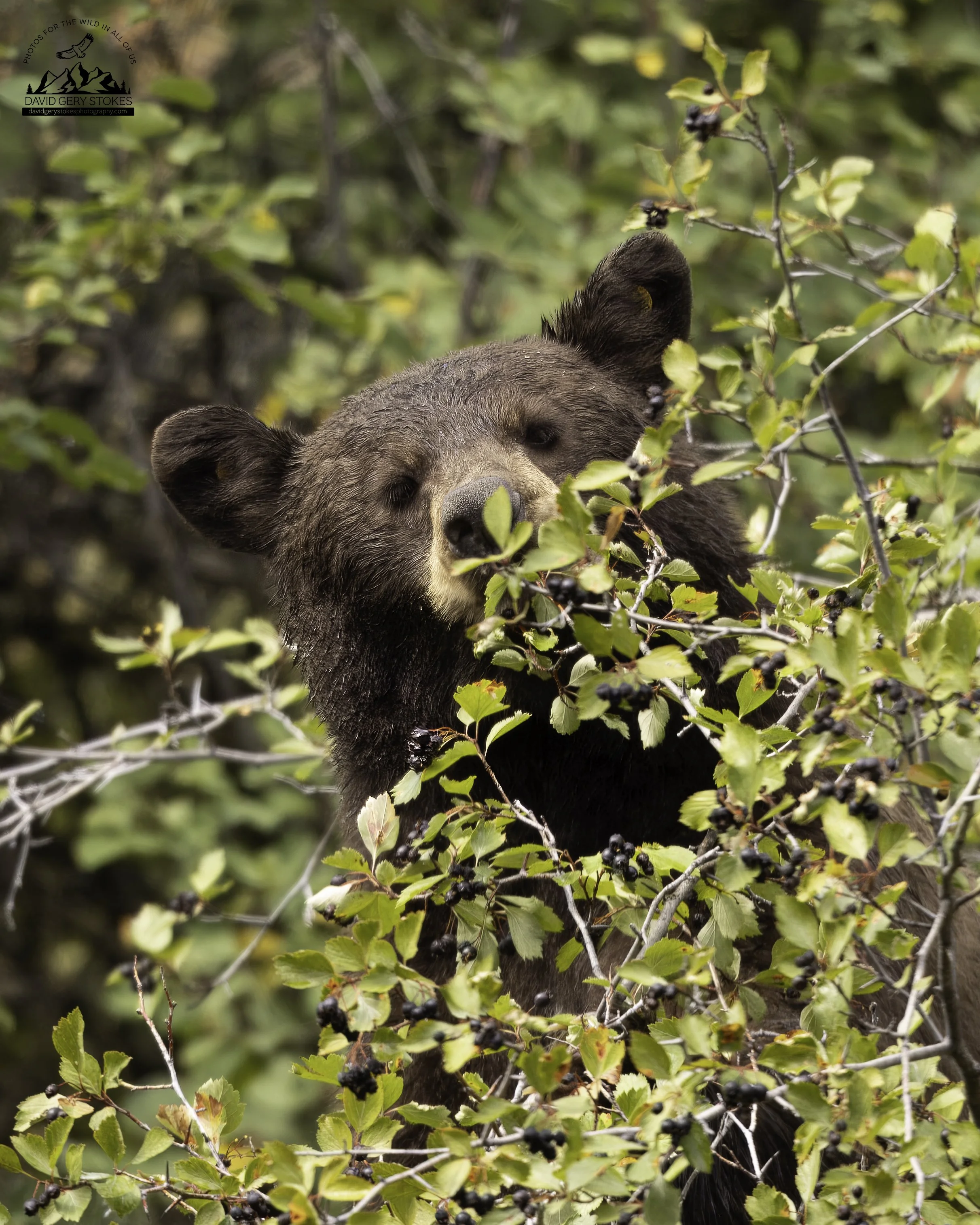 Berry_Bear_YGT3_0480.jpg