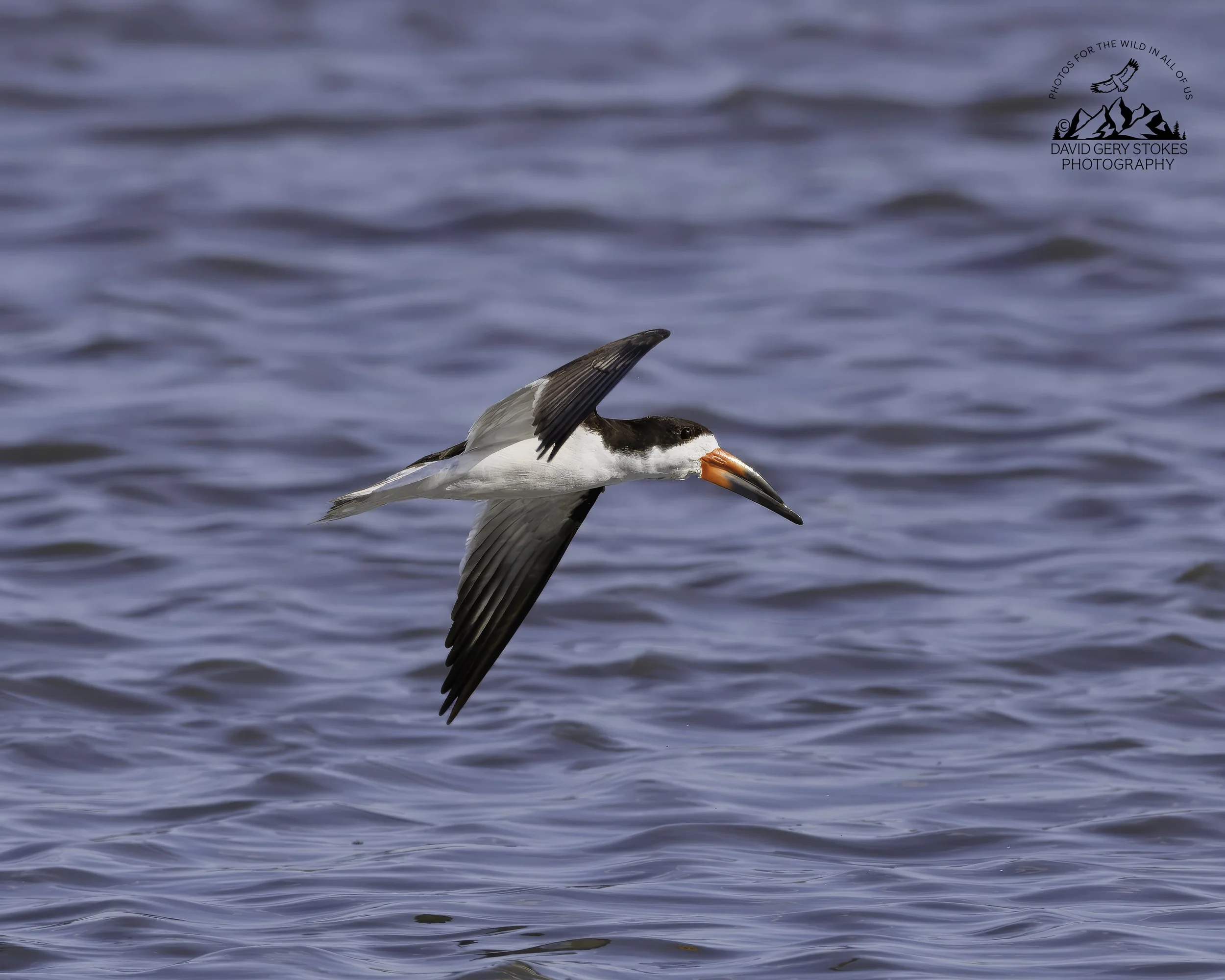 BSkimmer_InFlight_EF_072926_9983.jpg