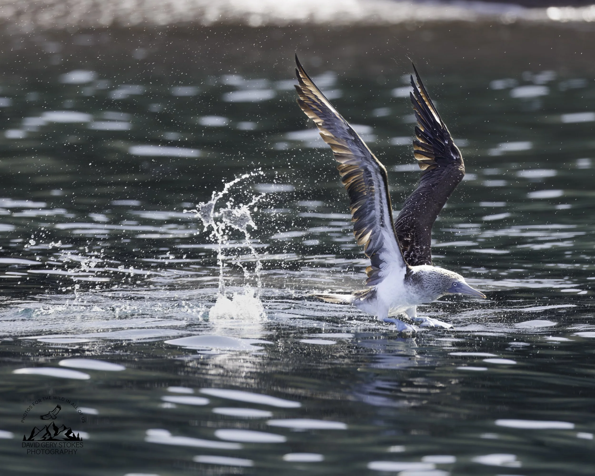 5630 Blue Footed Booby Takeoff