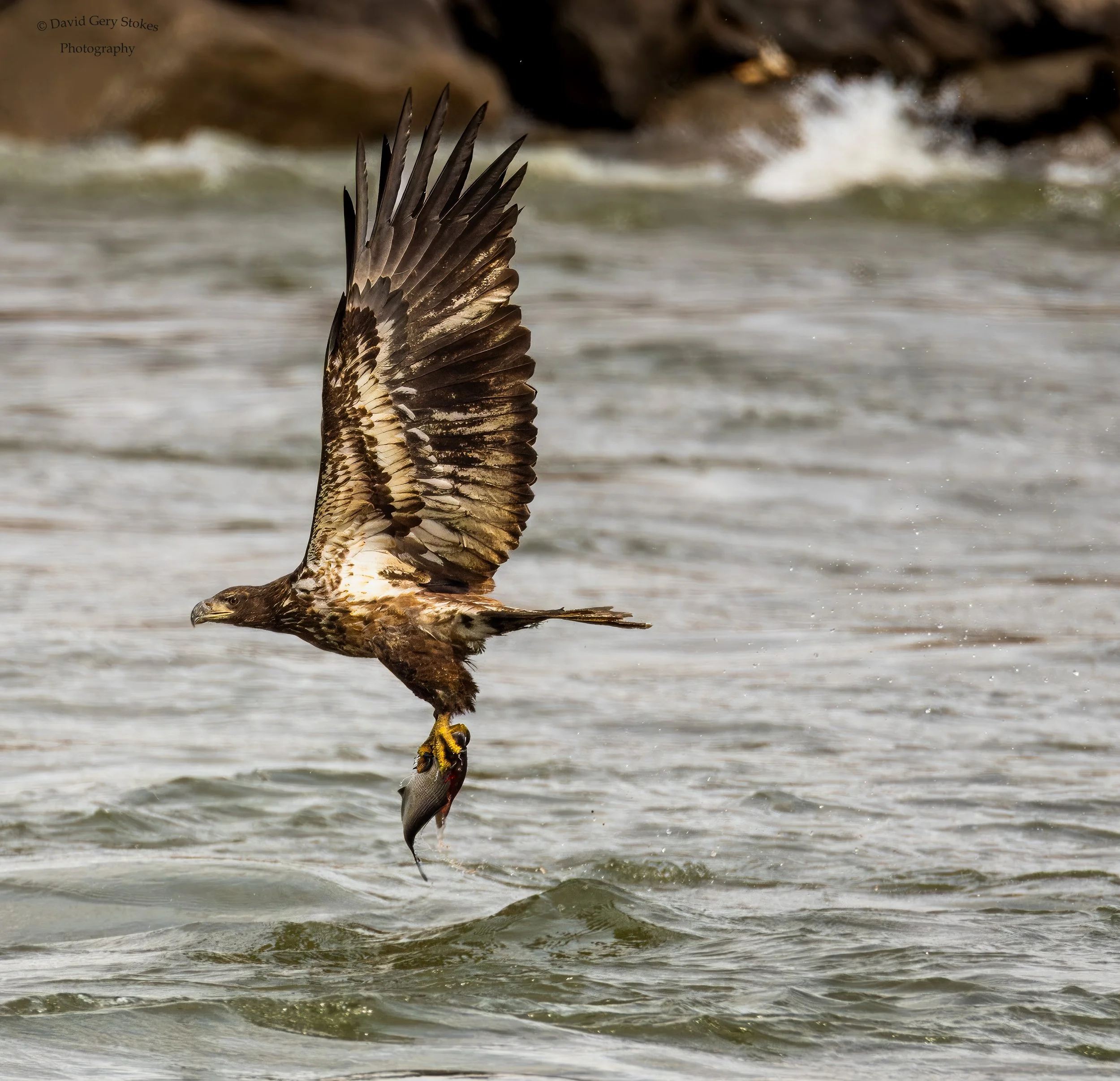 Juv_wFish_CWD_033124_WM_3660.jpg