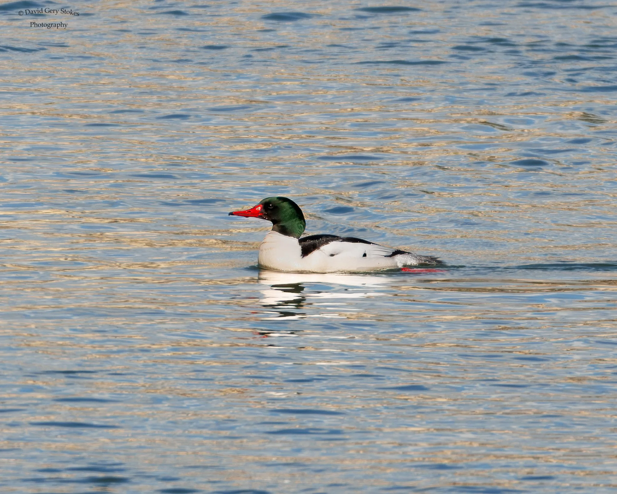 Common_Merganser_CWD_021725_WM_9533 - Copy.jpg