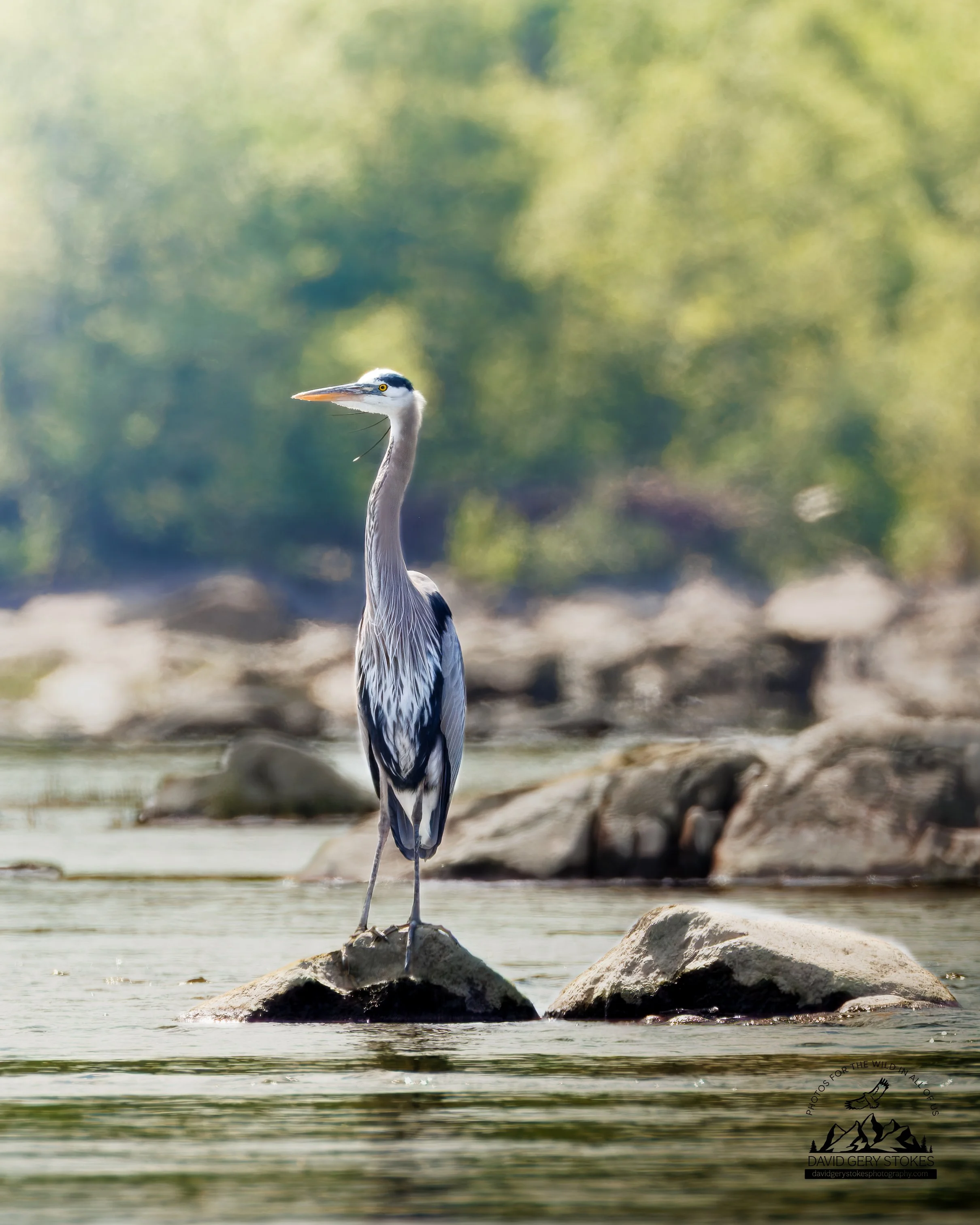 8908.  Blue Elegance.  Susquehanna River, MD.