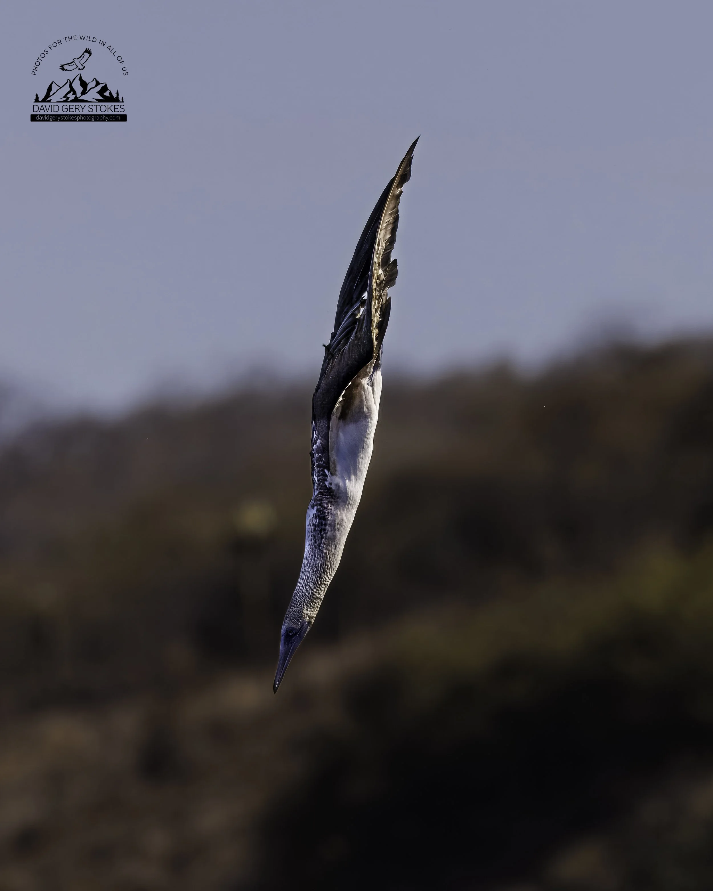 5606 Blue Footed Booby Dive