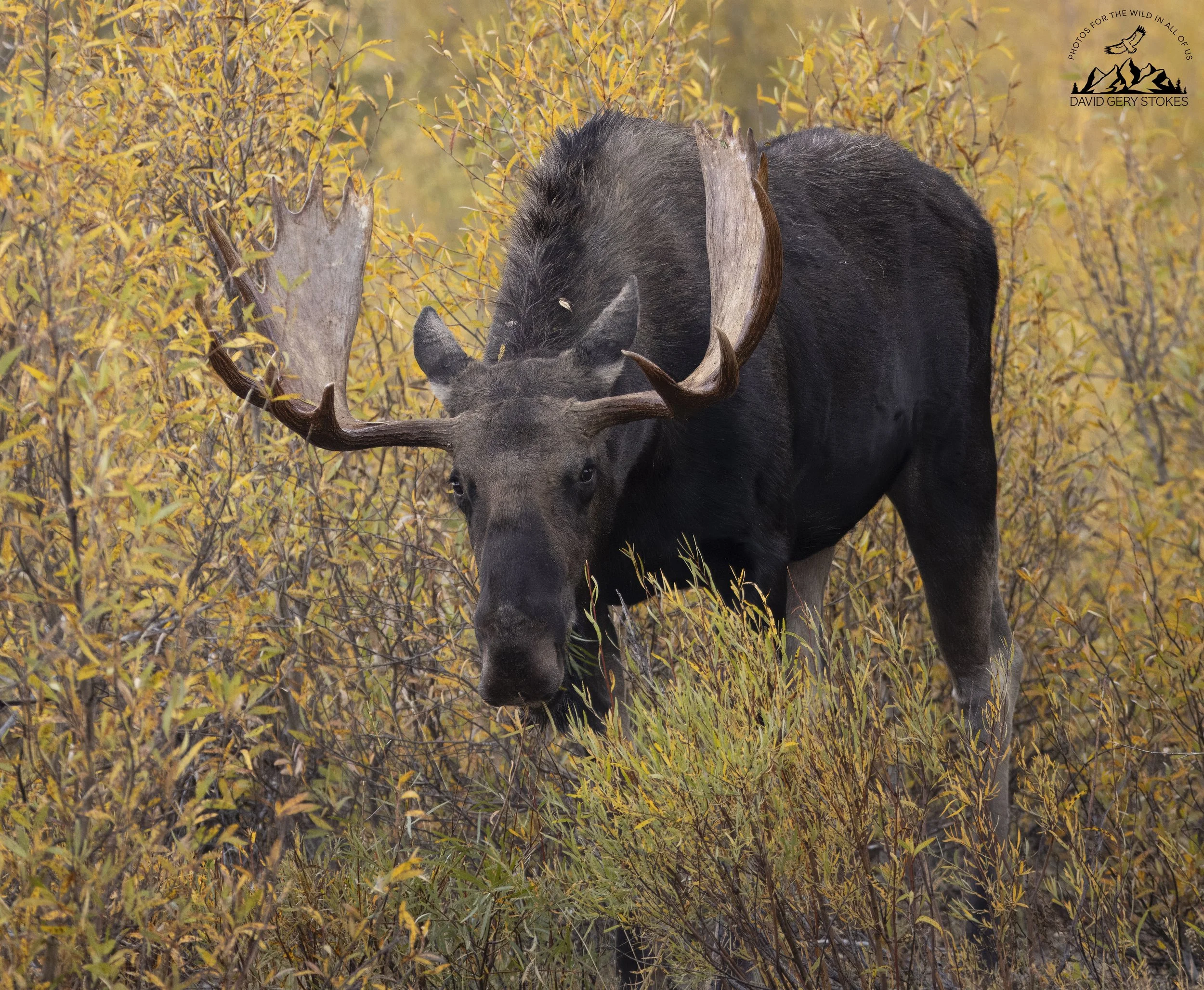 9558.  Bull Moose, Grand Tetons, WY.