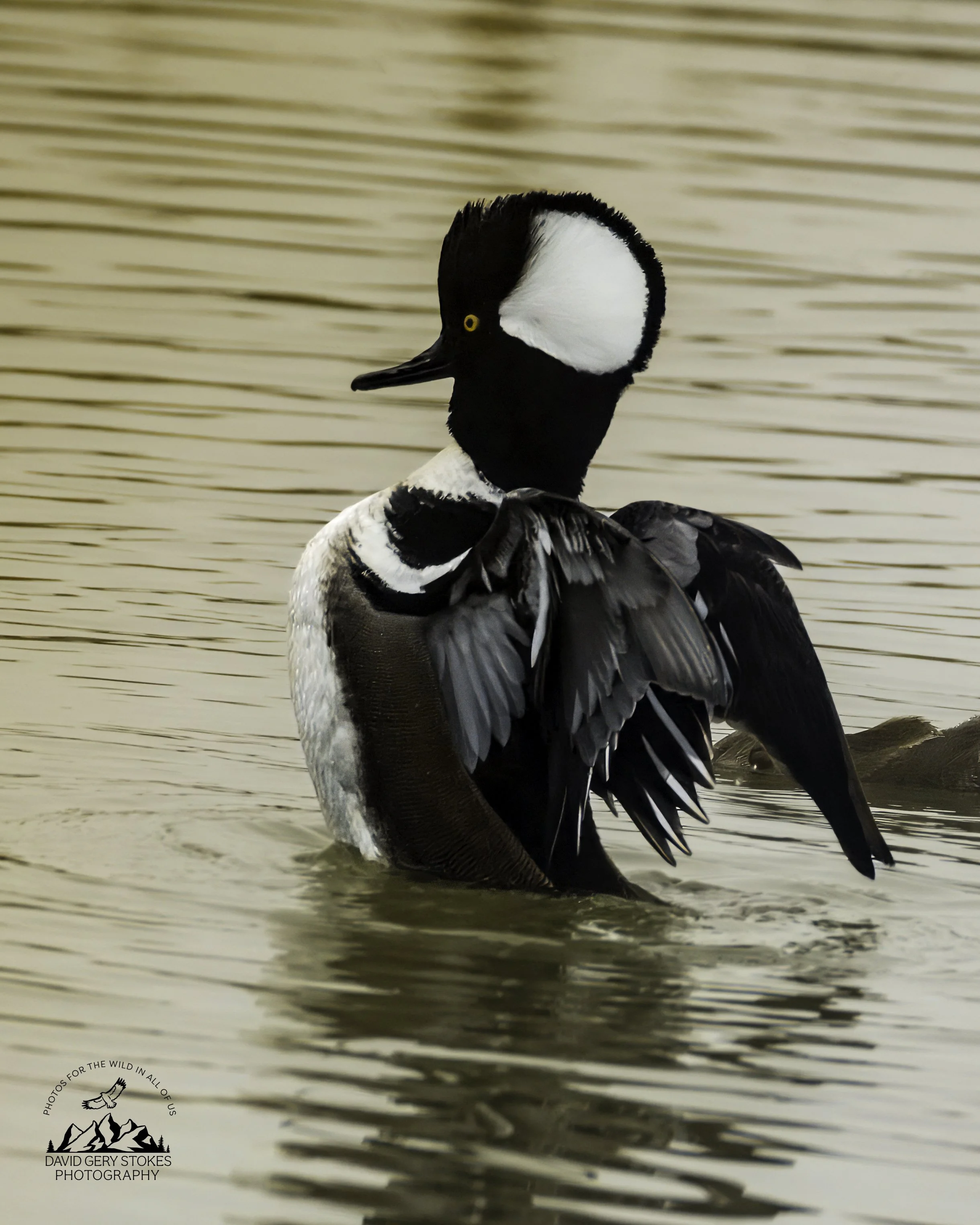 Hooded_Merganser_EF_030726_2000.jpg