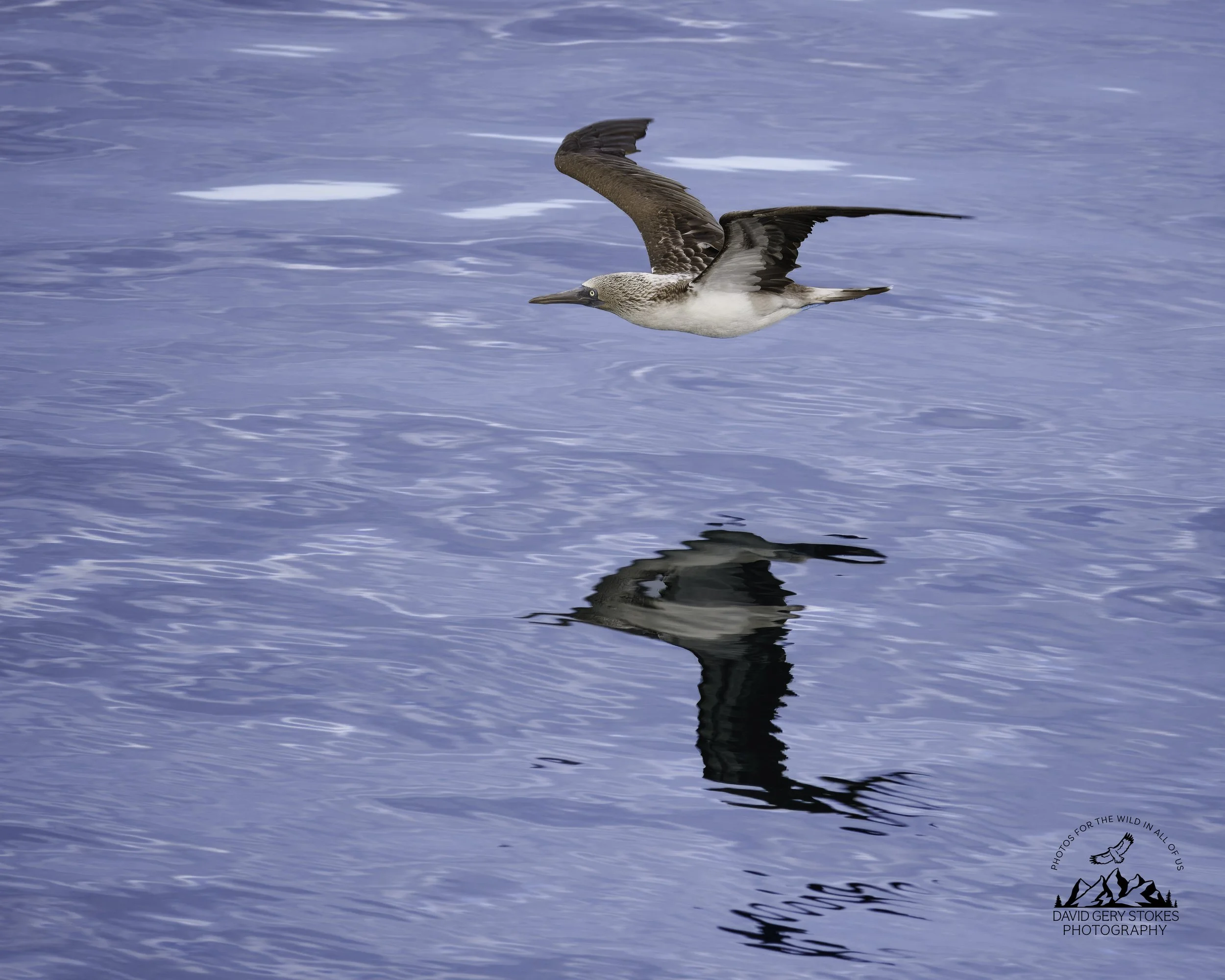 4340 Blue Footed Booby