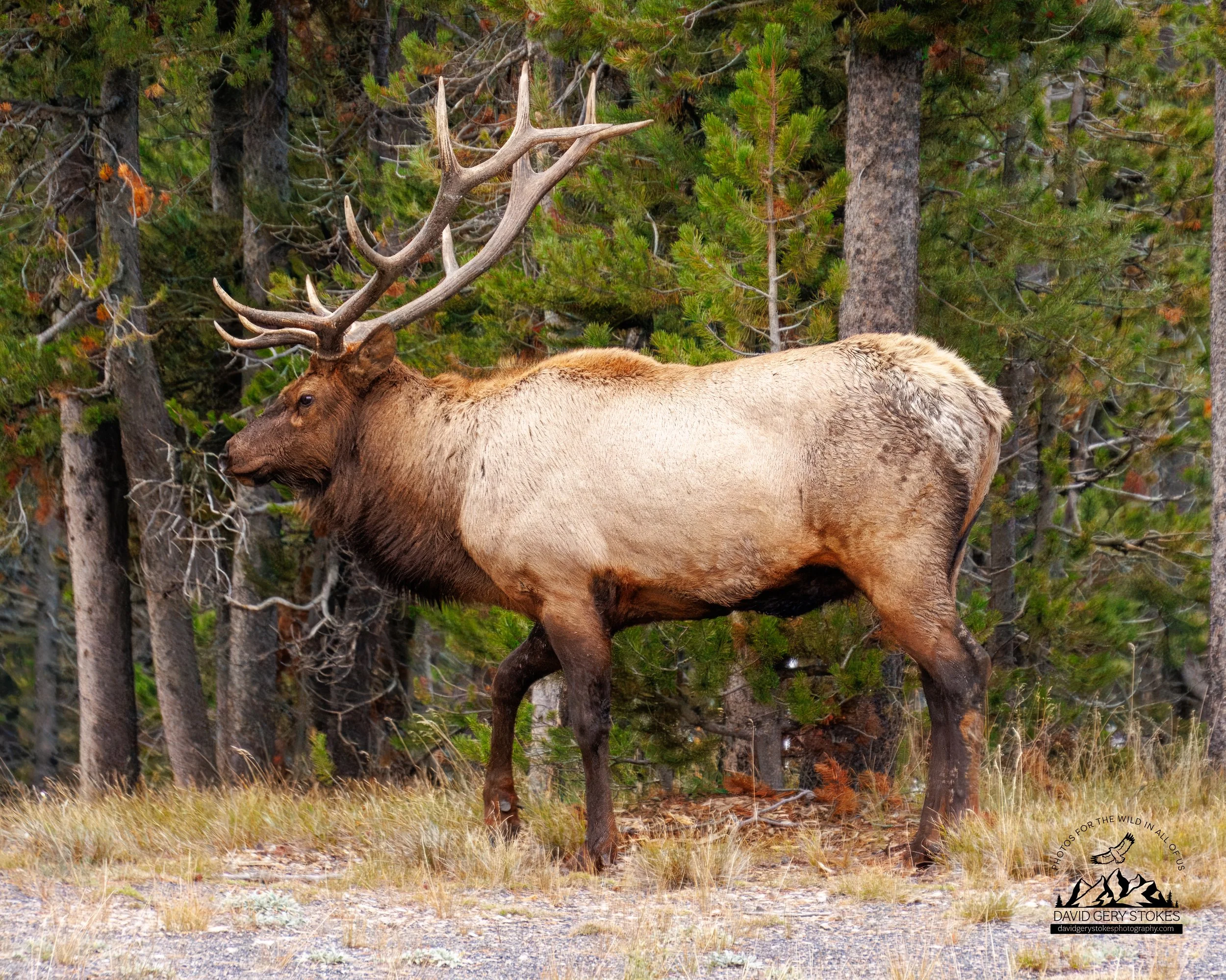 BullElk_6Point_Full_WM_YGT3_0700.jpg