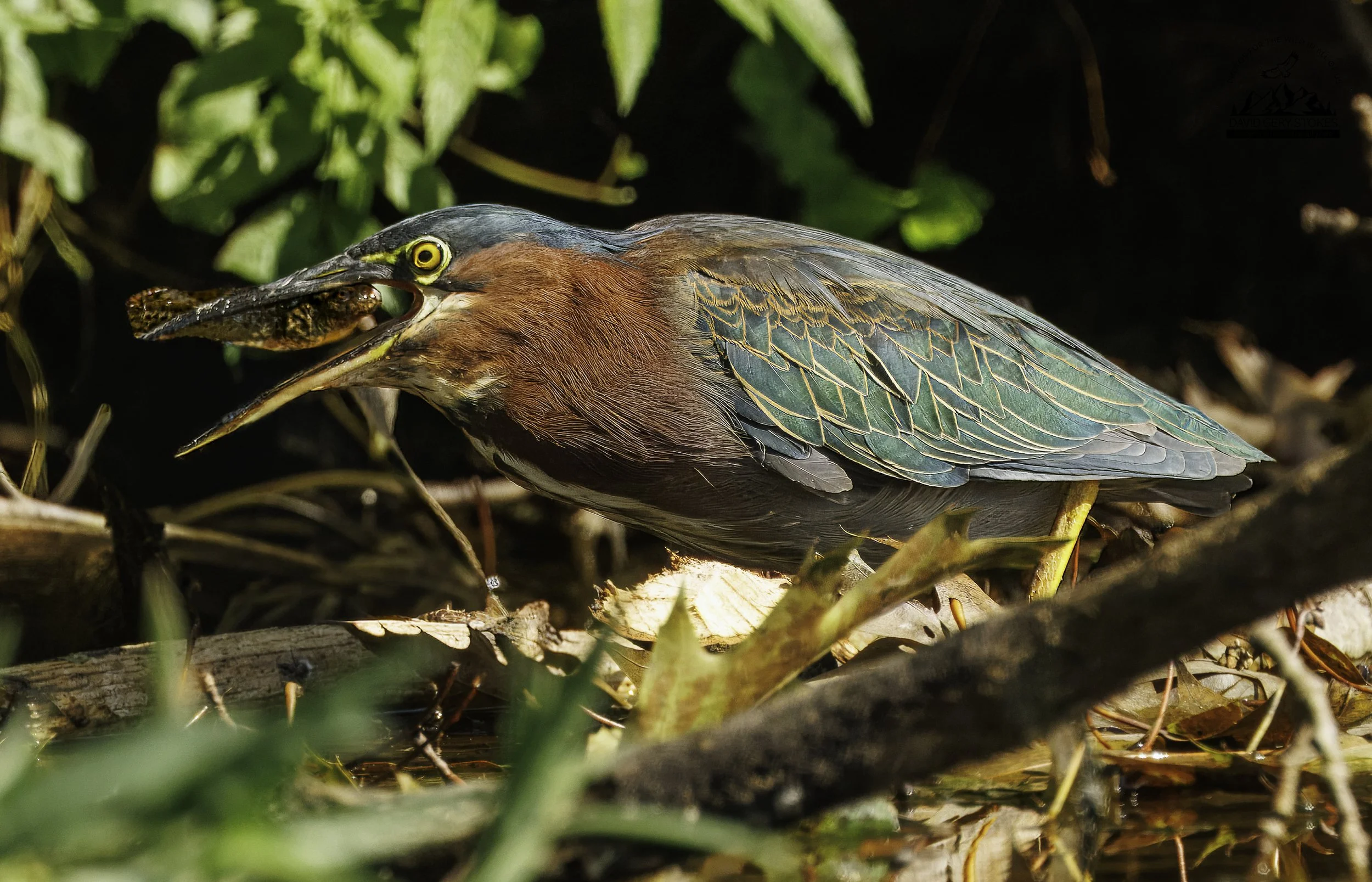 9008.  Tadpole for Lunch.  Green Heron. Lake Carnegie, NJ.