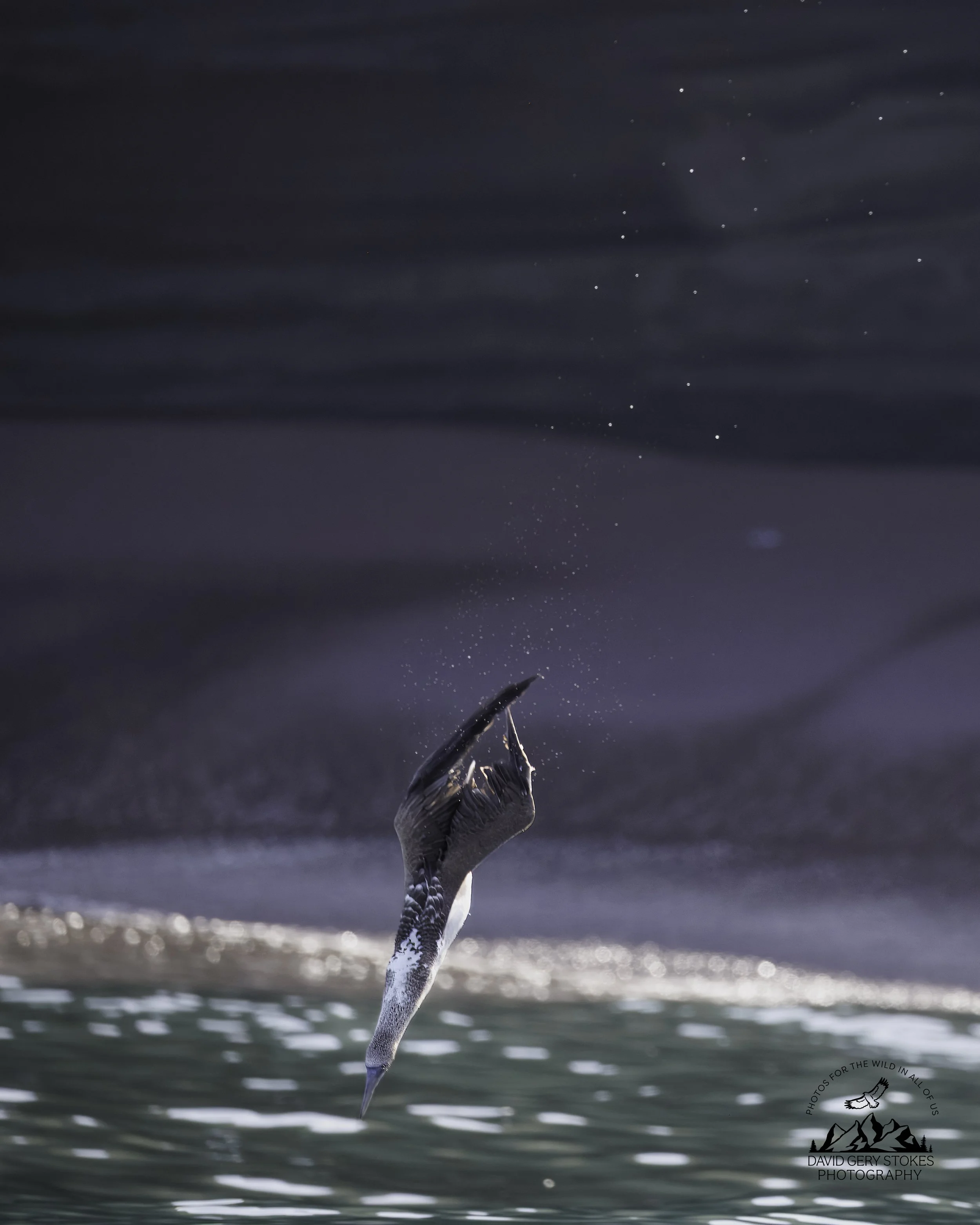 5626 Blue Footed Booby Dive