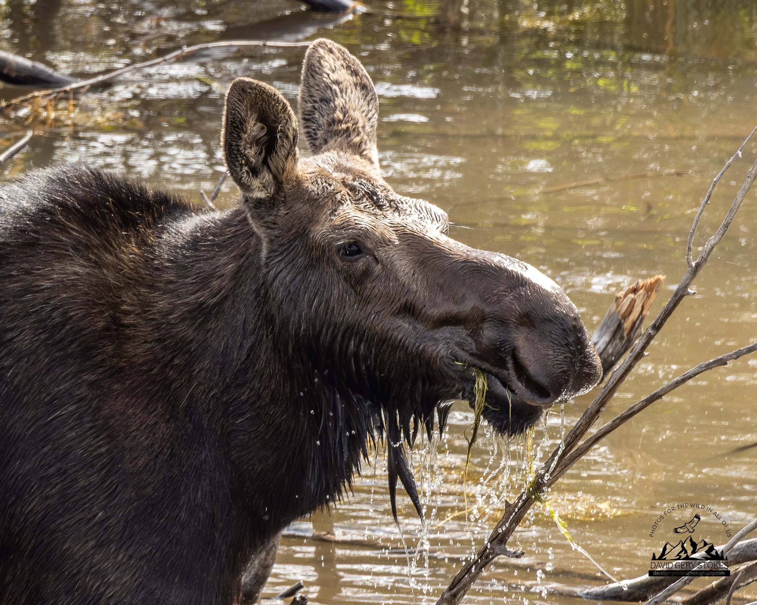 Moose, Elk, and Bison