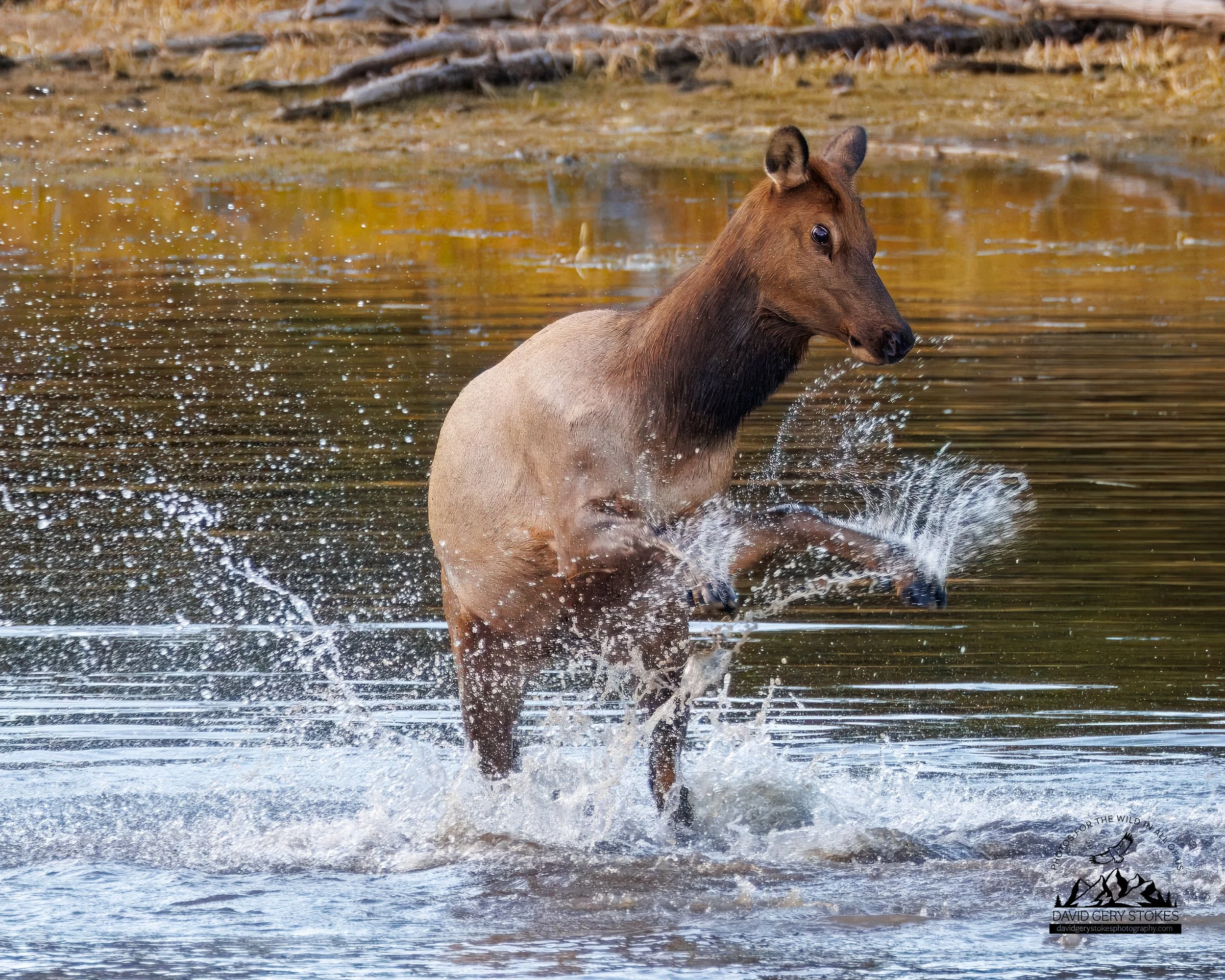 Fem_Elk_Splash_WM_YGT6_1519.jpg