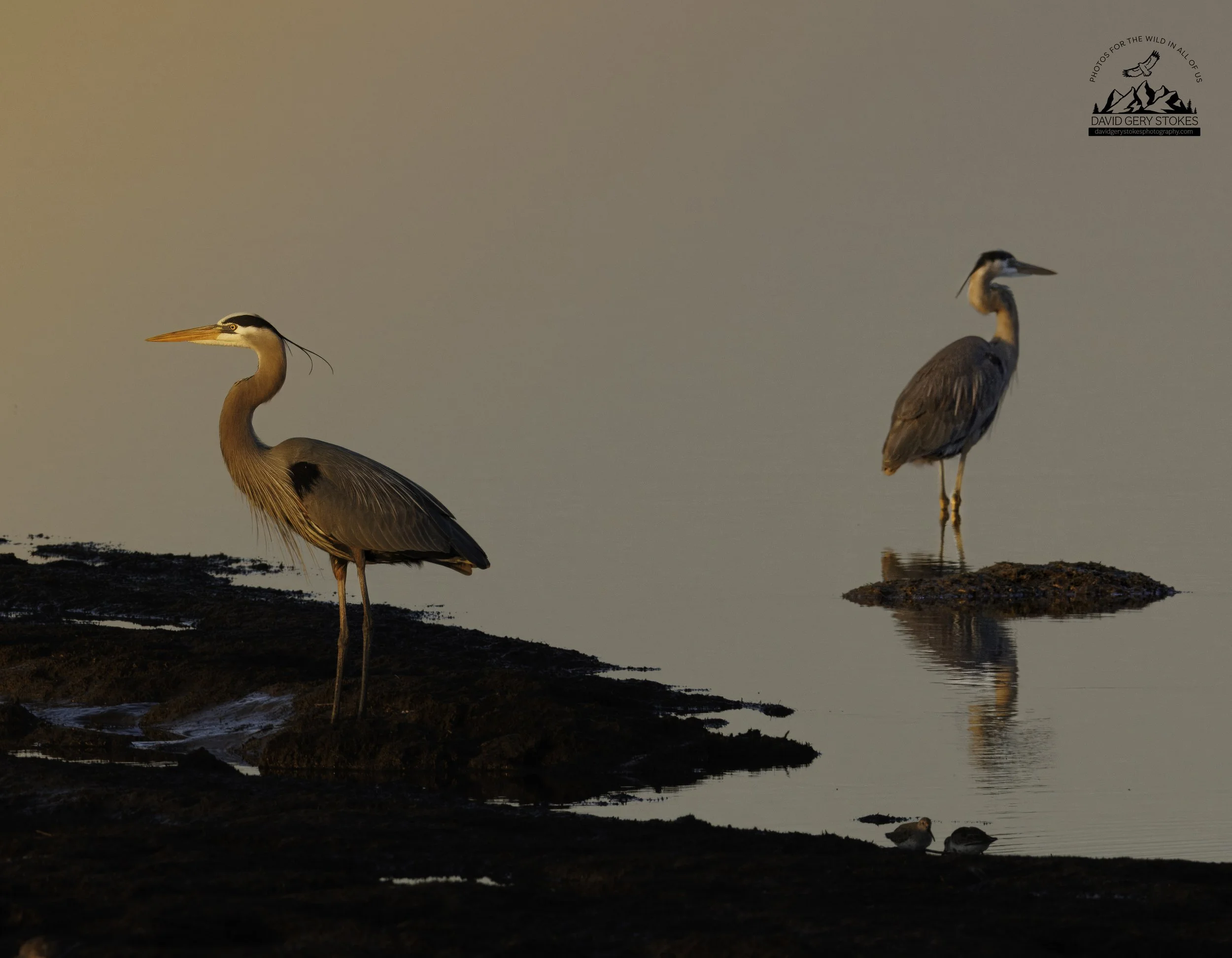 8390.  Back to Back.  Great Blue Heron.  Bombay Hook Wildlife Refuge, DE.