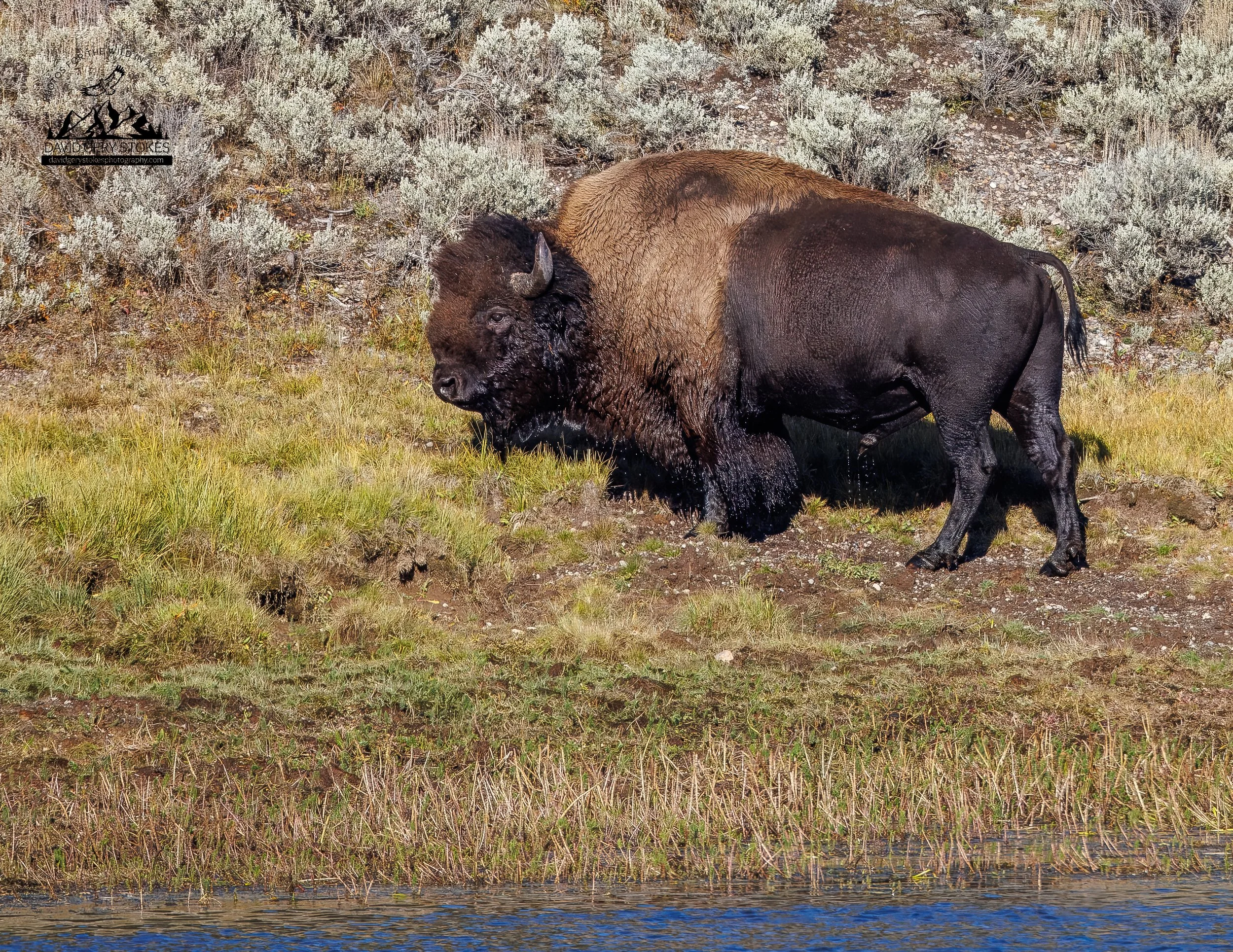 Bison_OutofLake_CU_WM_YGT4_1079.jpg