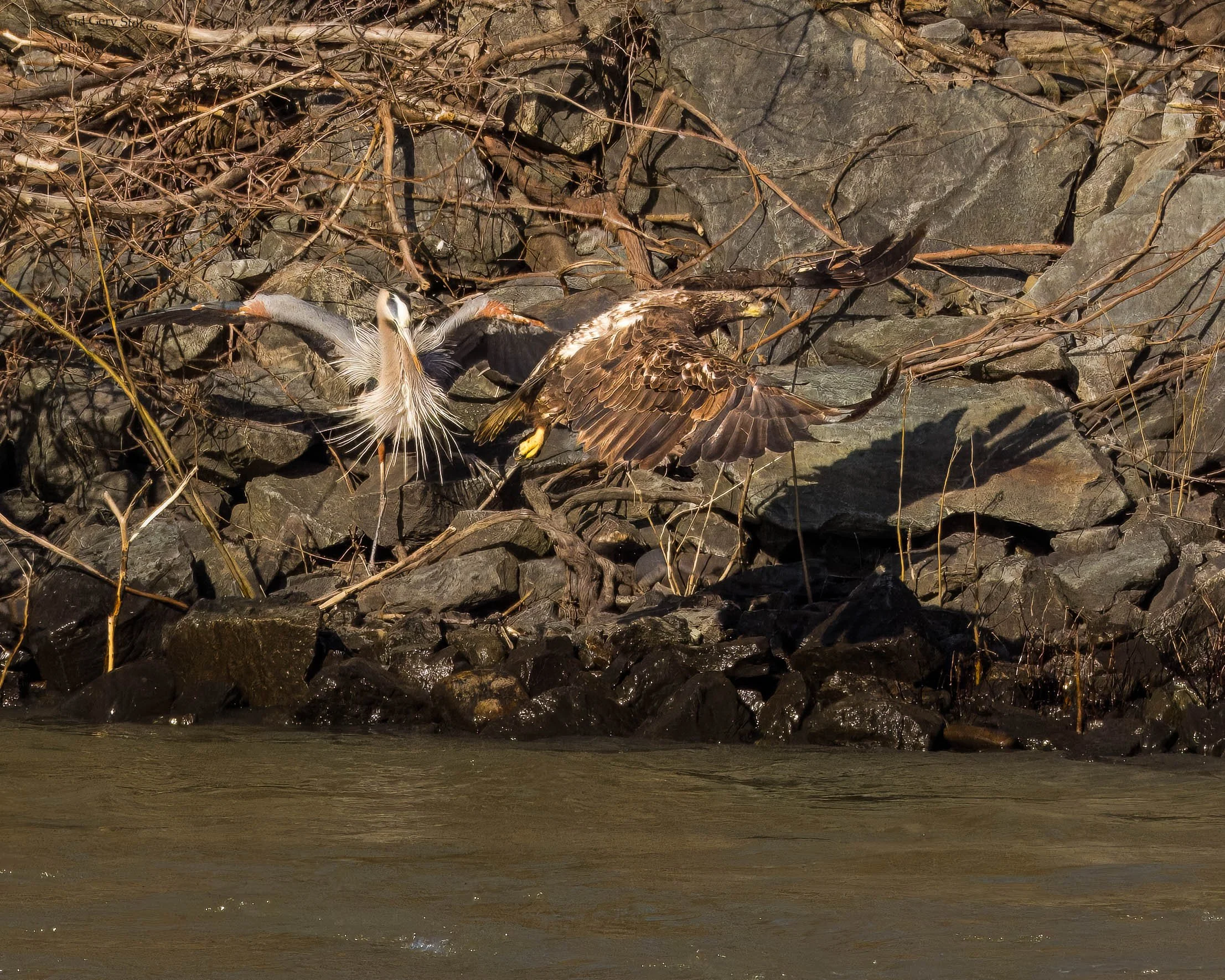 Juv_BHeron_Rocks_CWD_030324_CU_WM_2280.jpg