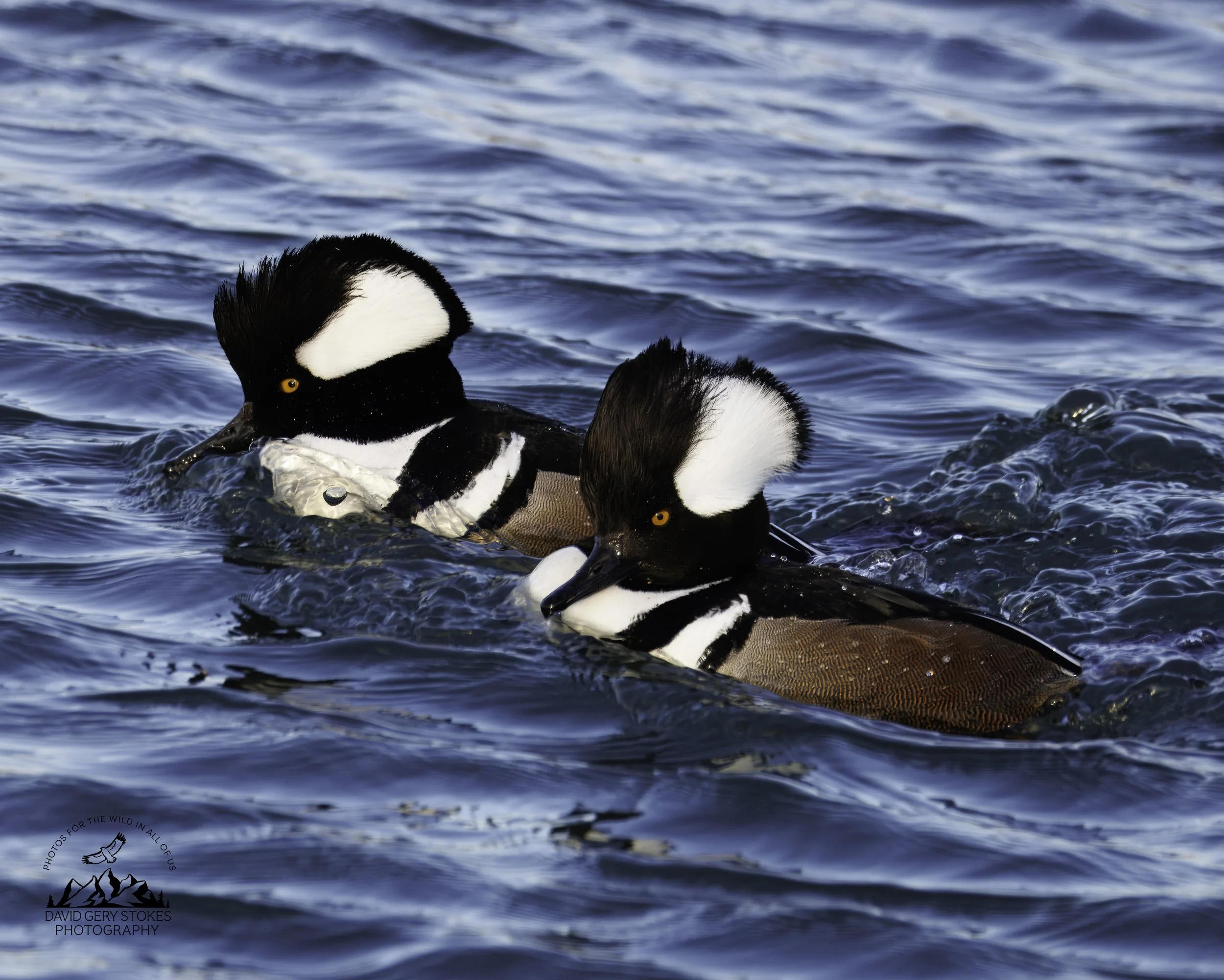 Hooded_Merganser_EF_021126_1157.jpg