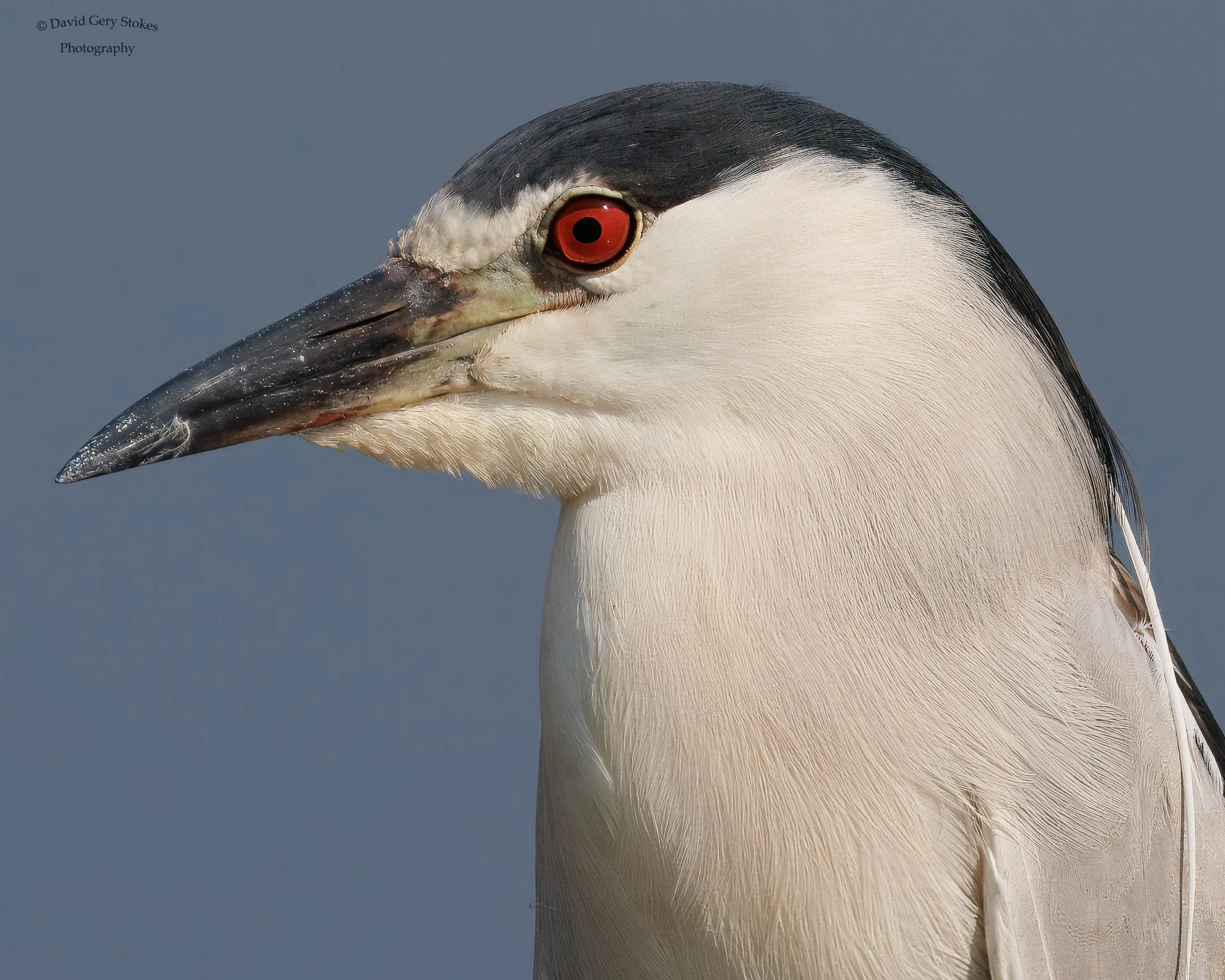 5210. Black Crowned Night Heron.  Edwin Forsythe Wildlife Refuge, NJ.