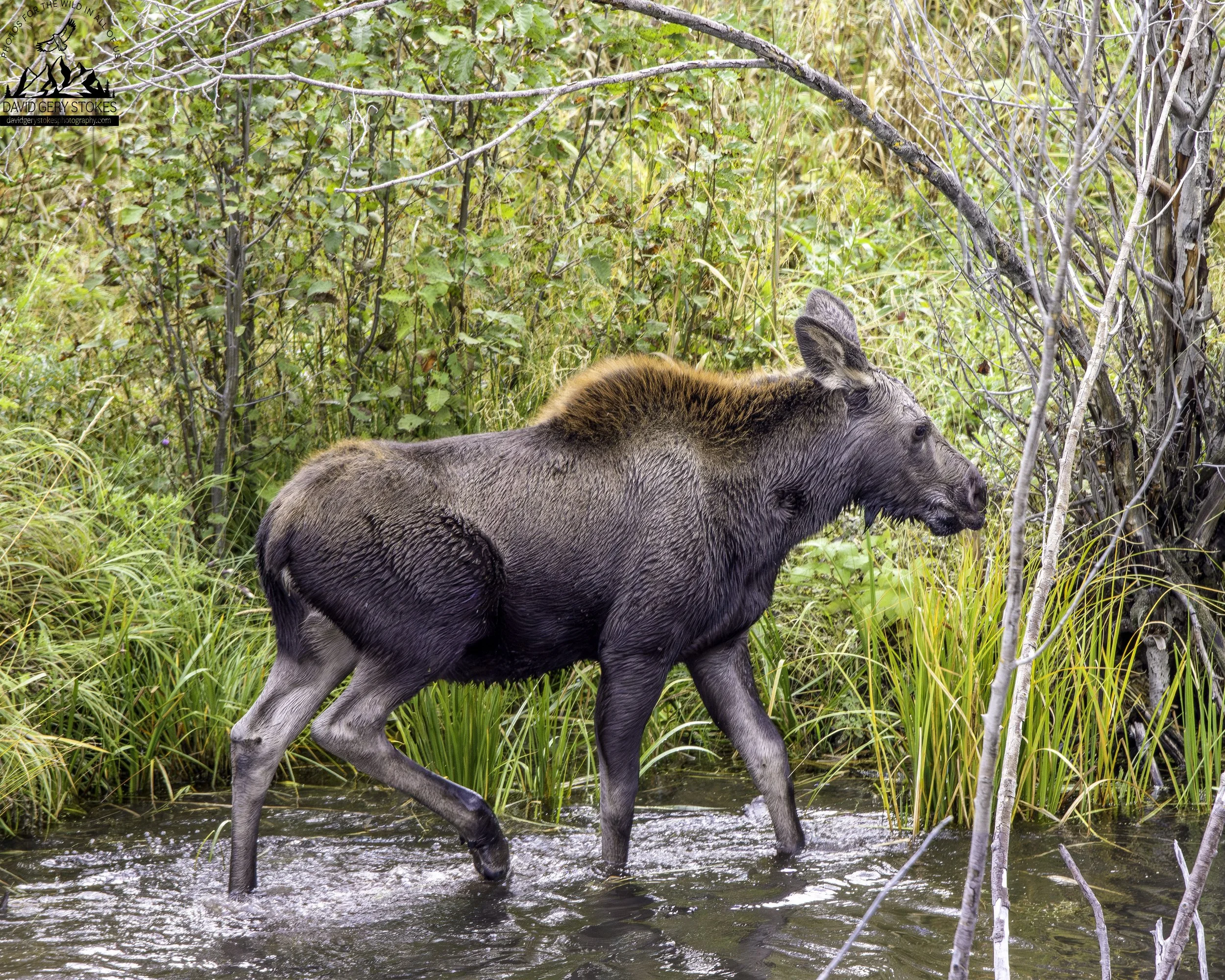 Baby_Moose_Wate_YGT3_0365.jpg