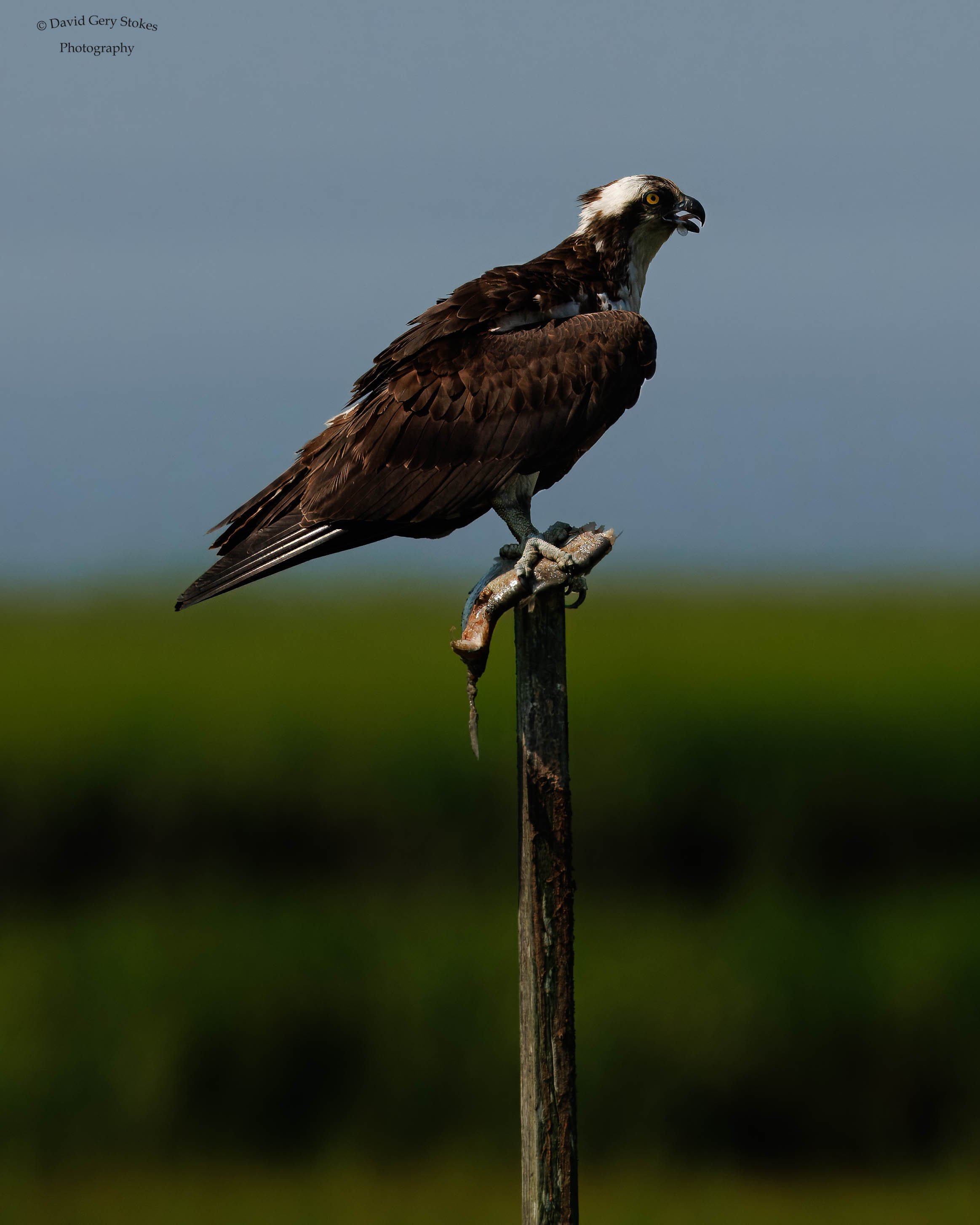 Osprey_Pole_Fish_071424_WM_5827.jpg