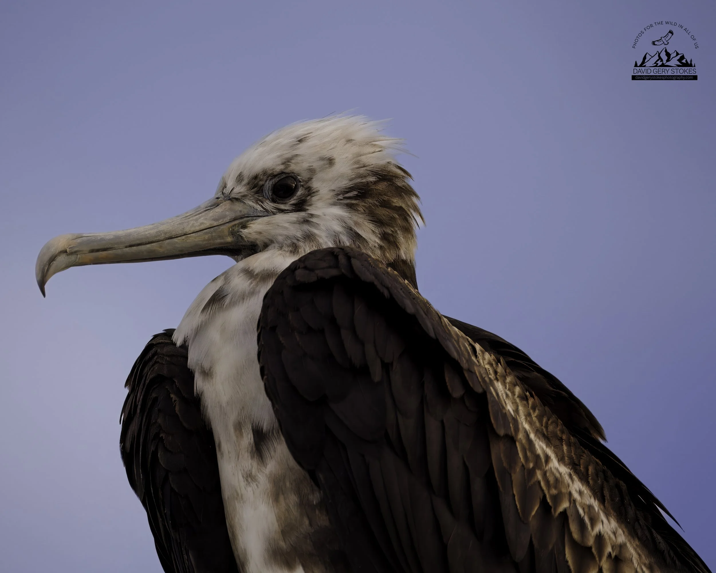 4228 Great Frigatebird