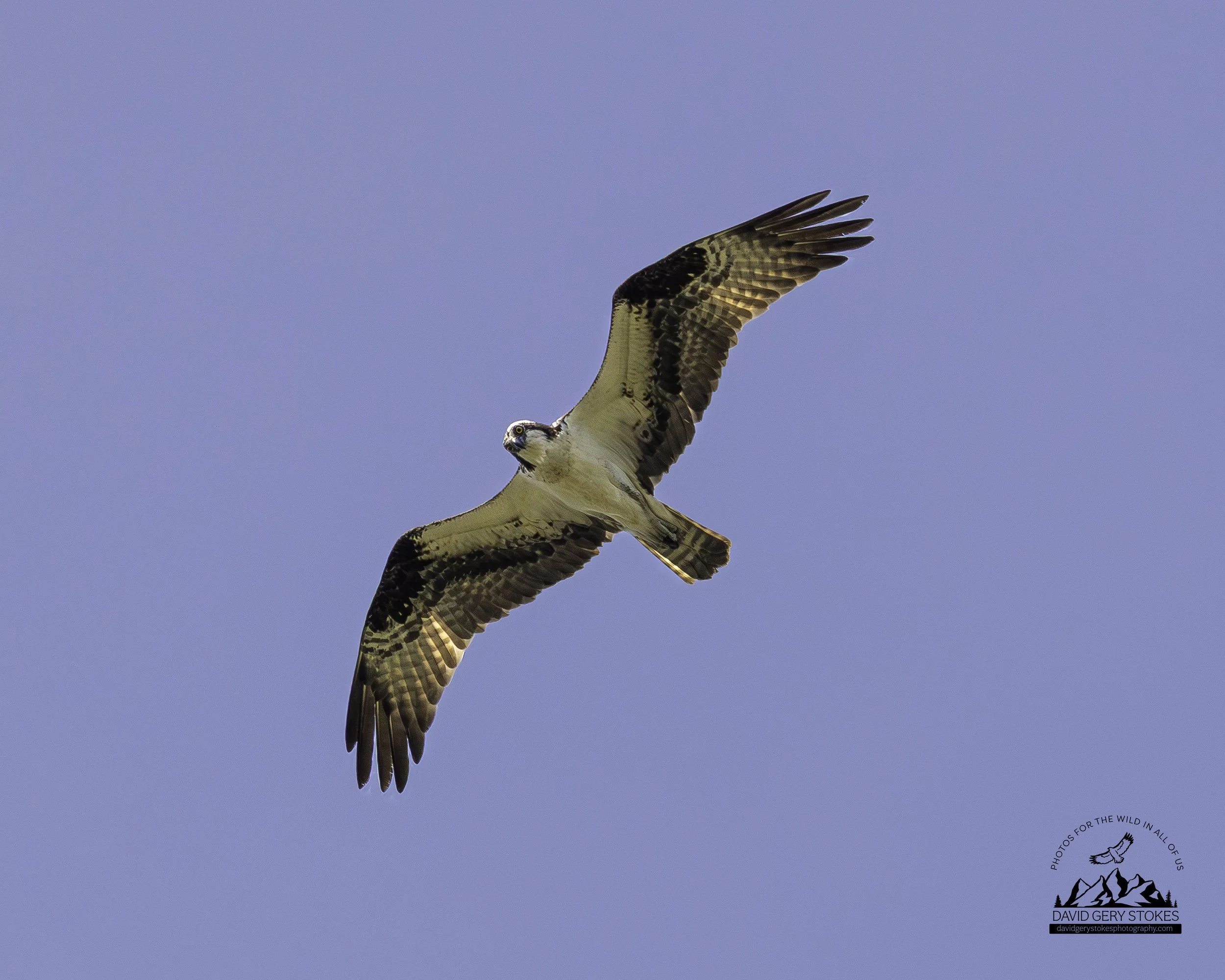 Osprey_Flight_Look_LakeLux_070525_2193.jpg