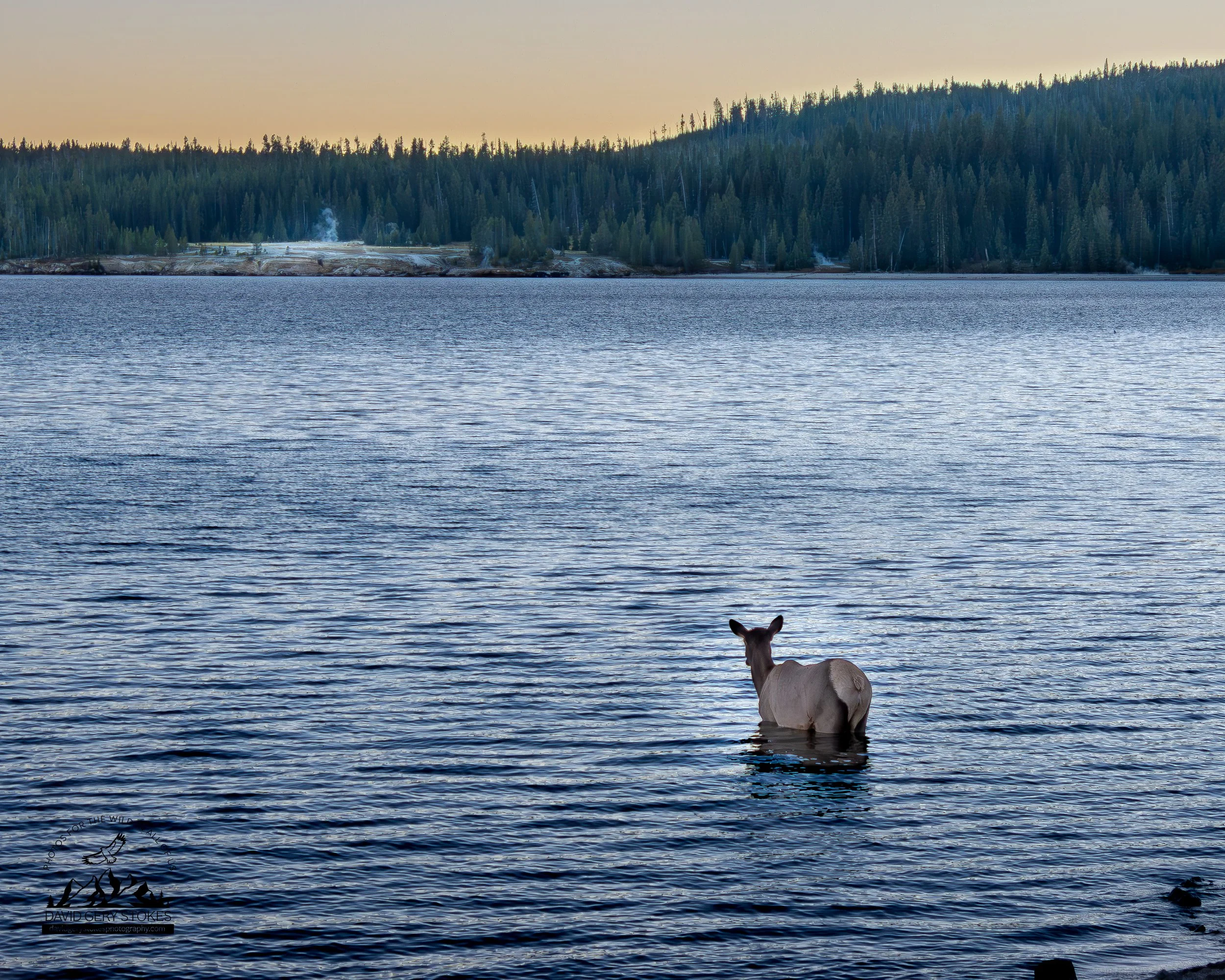 Cow_Elk_in_Lake_WM_YGT5_1233.jpg