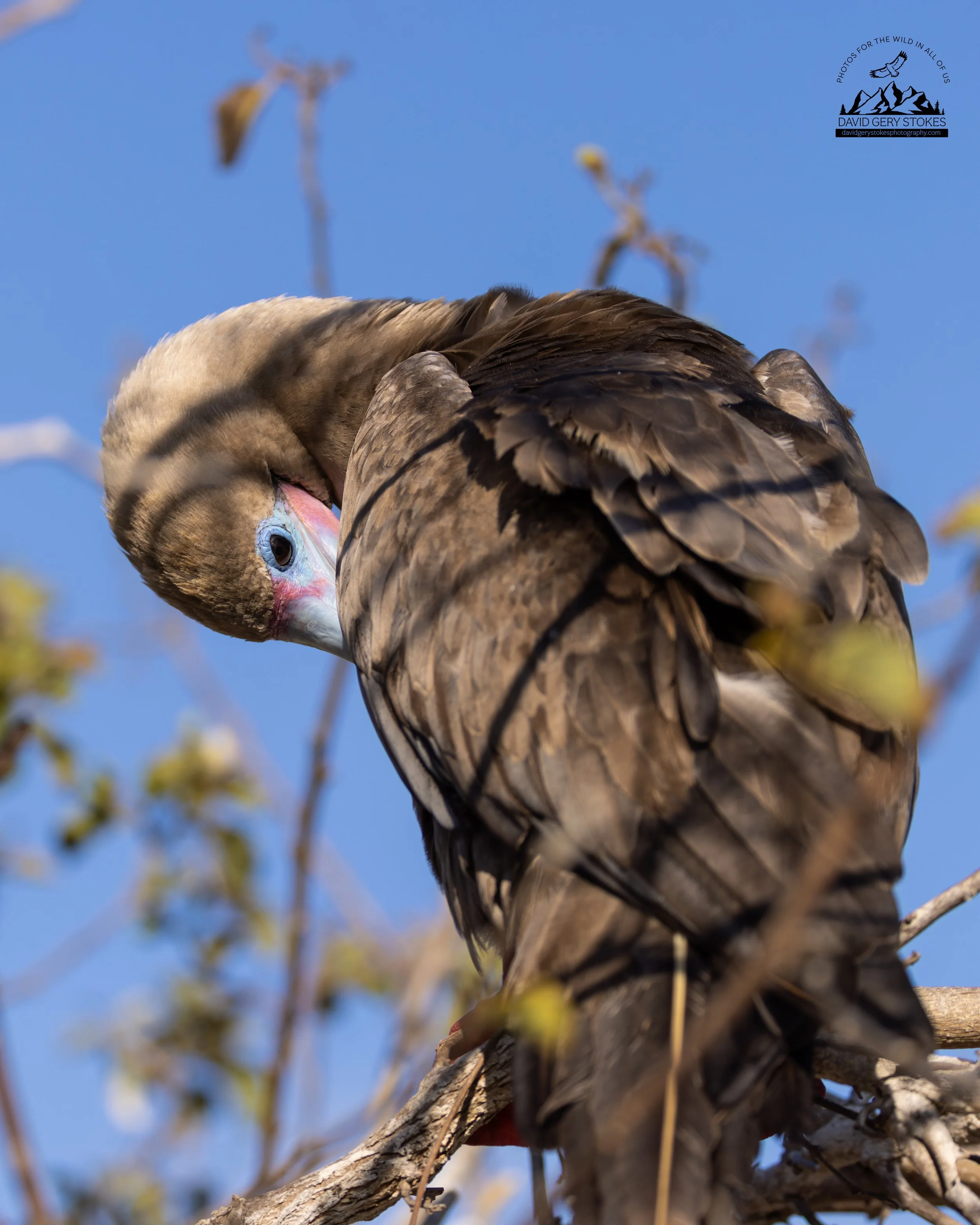 8529 Red-footed Booby