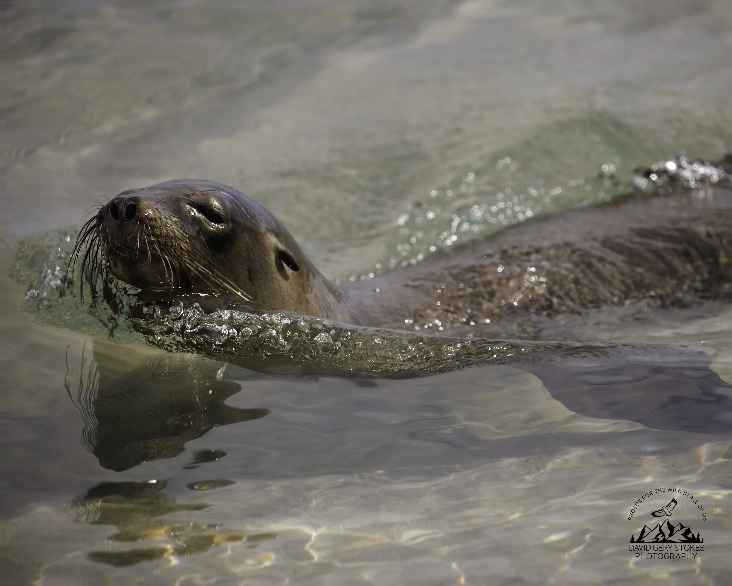 3552 Sea Lion