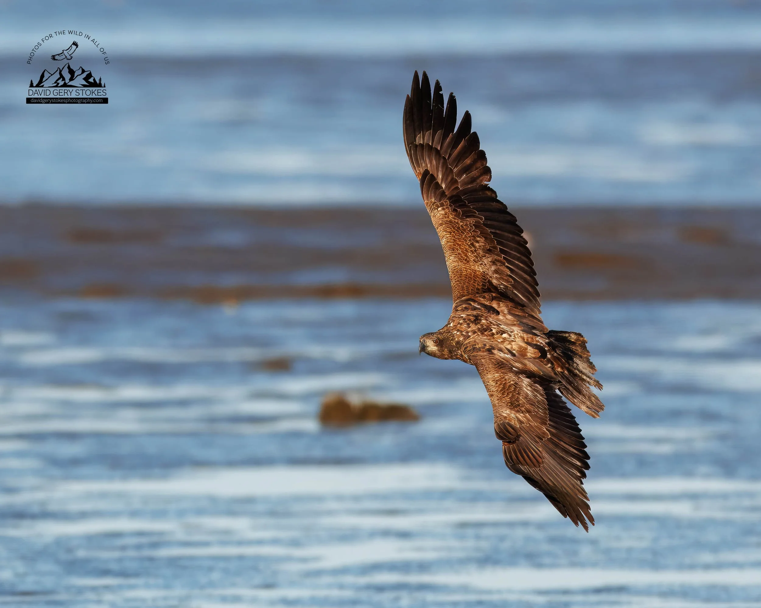 Juv_Eagle_Flight_TUrn_Look_BH_041725_7398.jpg