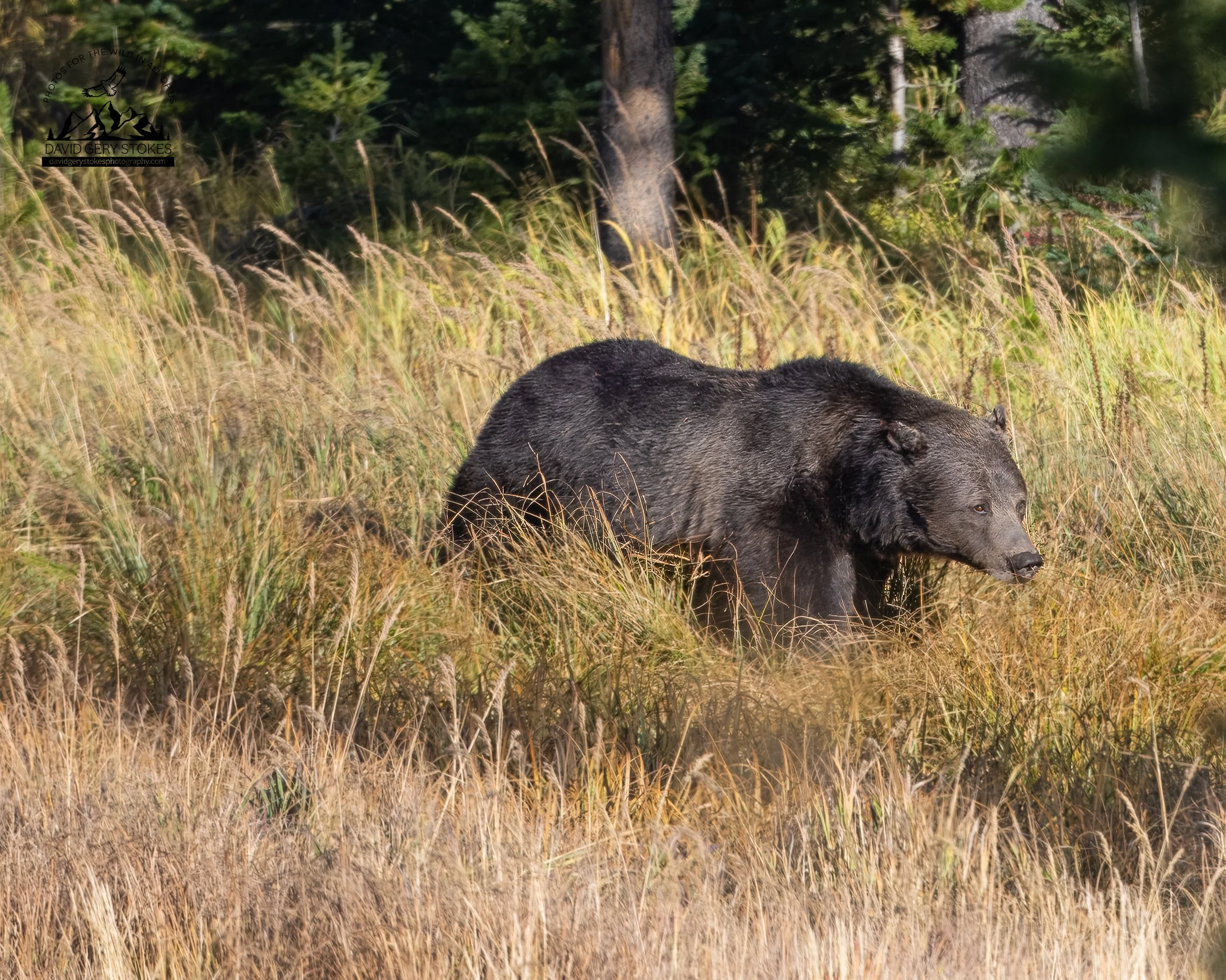 Grizzly_Walik_YGT4_CU_1124.jpg