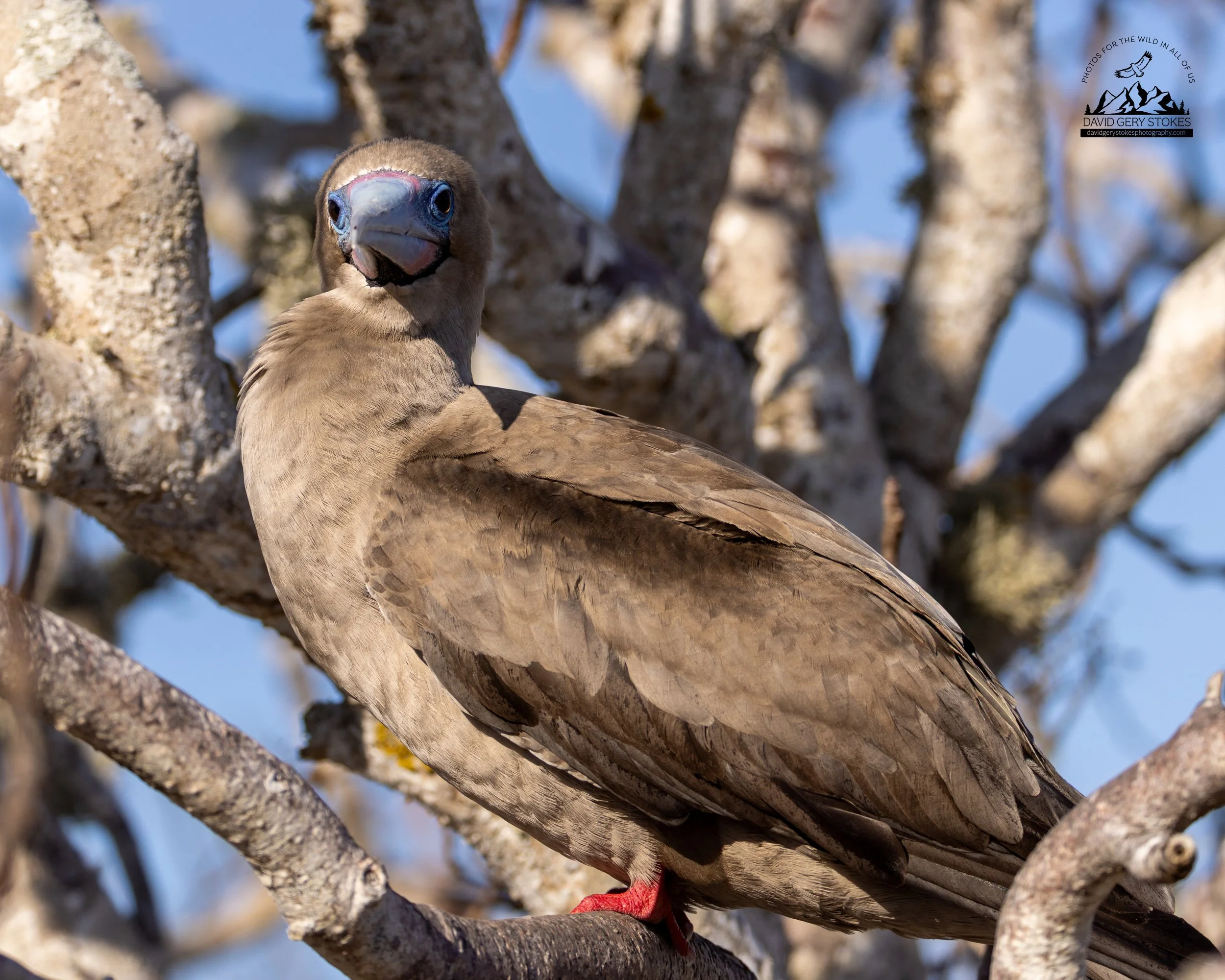 8516 Red-footed Booby