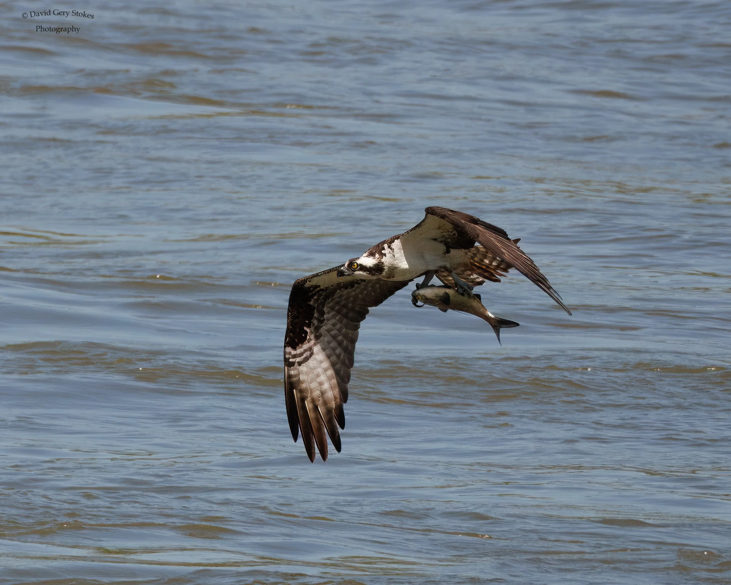 Osprey_wFish_CWD_042024_WM_5352.jpg