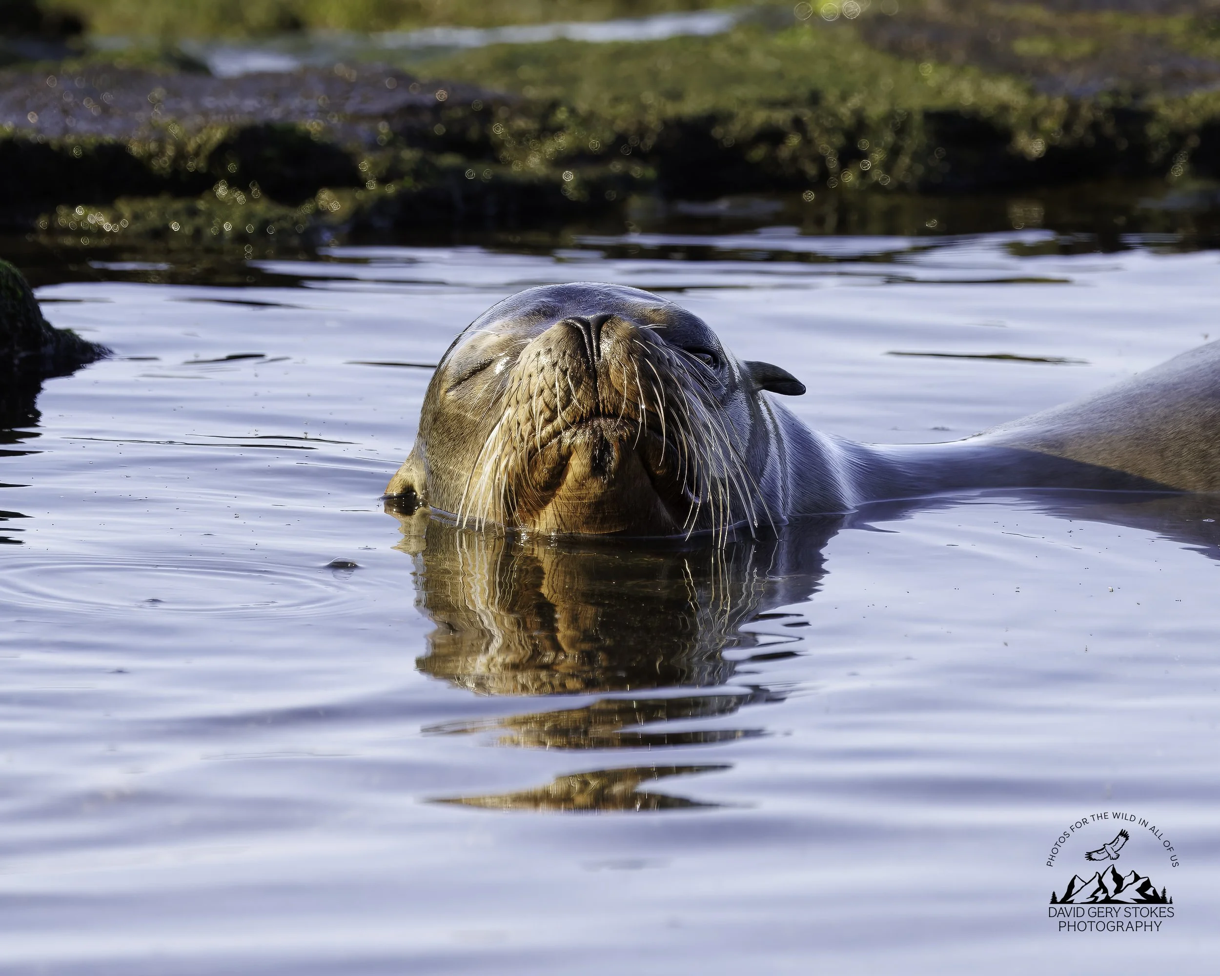 7436 Relaxed Sea Lion