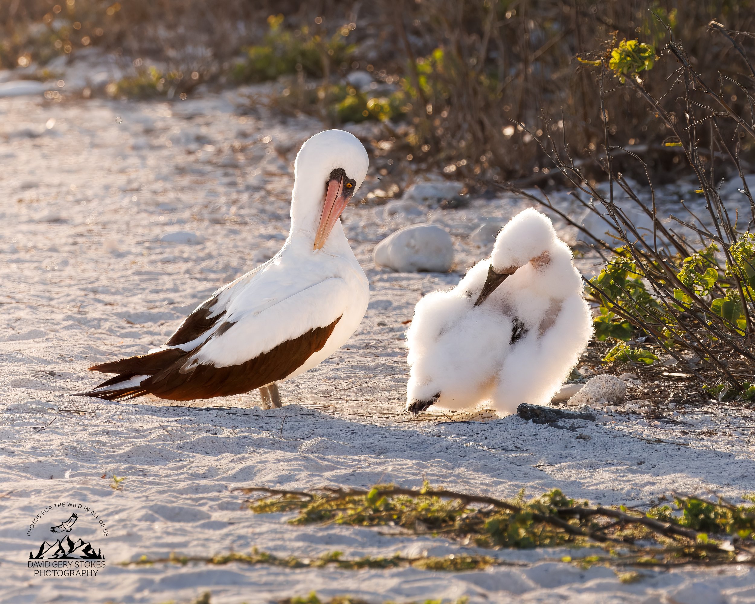 Nazca Booby & Chick
