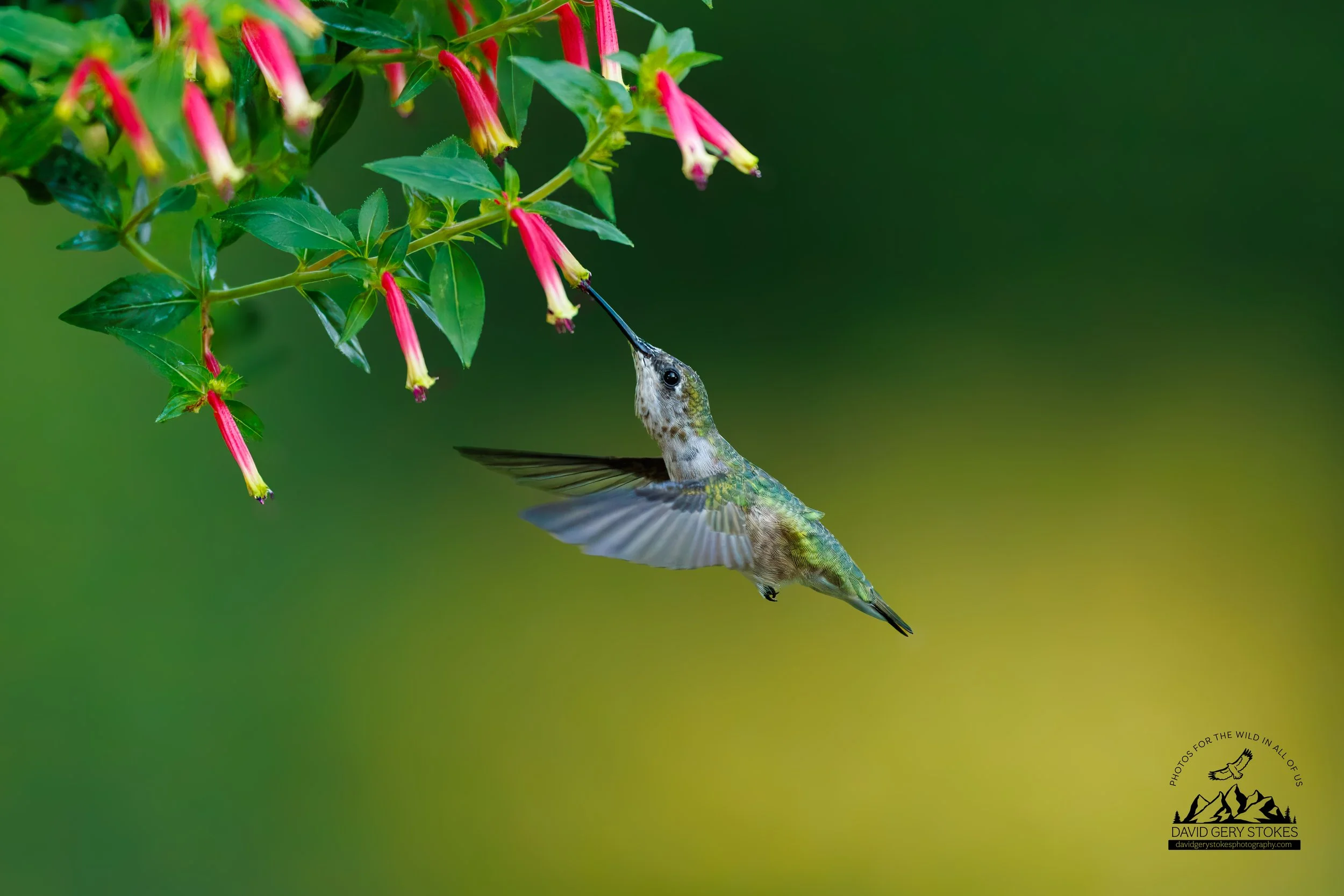 Hummingbird_BY_08192026_2845 - Copy.jpg