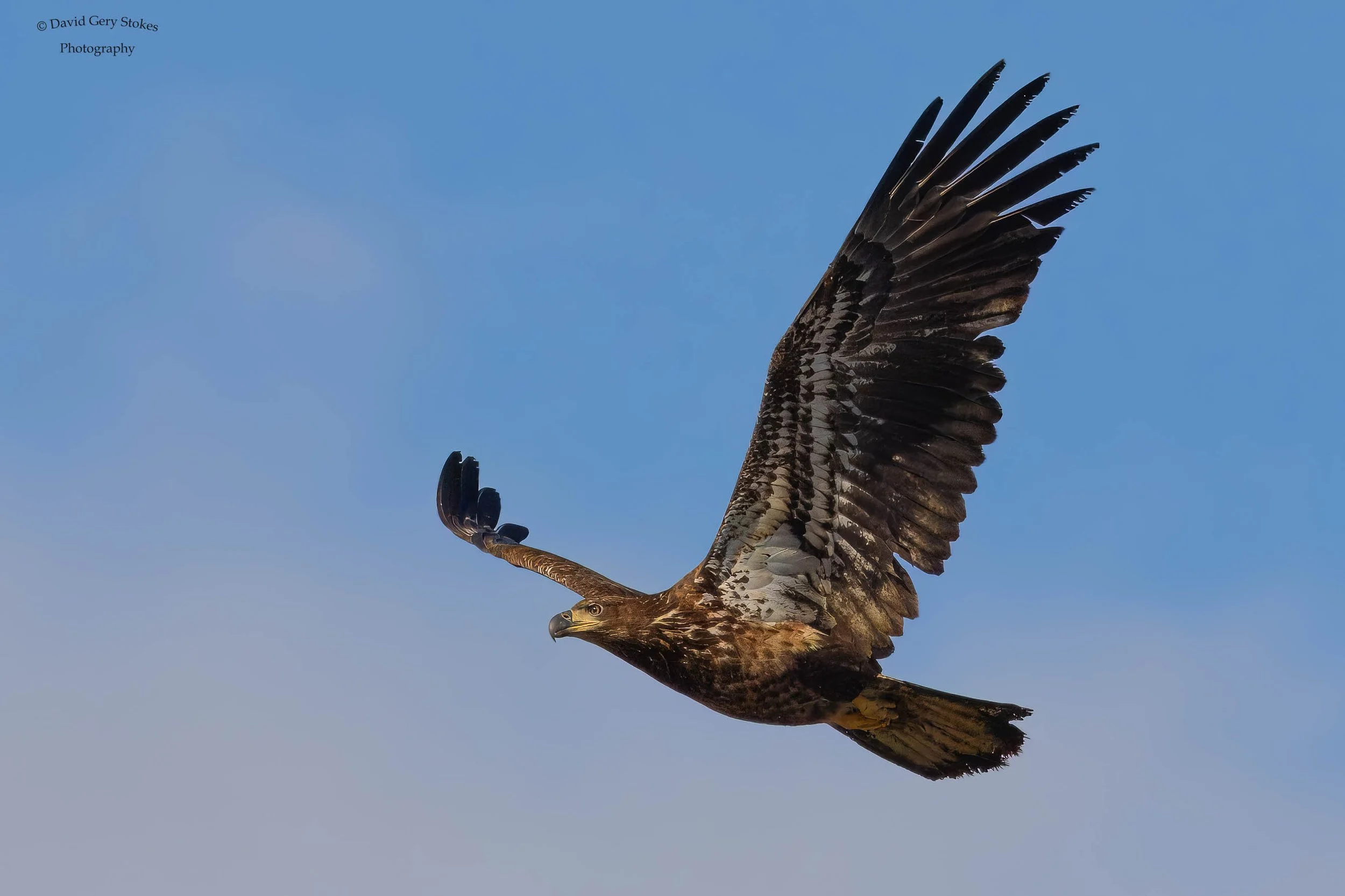 Juv_In_Flight_CWD_030324_CU_WM_2250.jpg