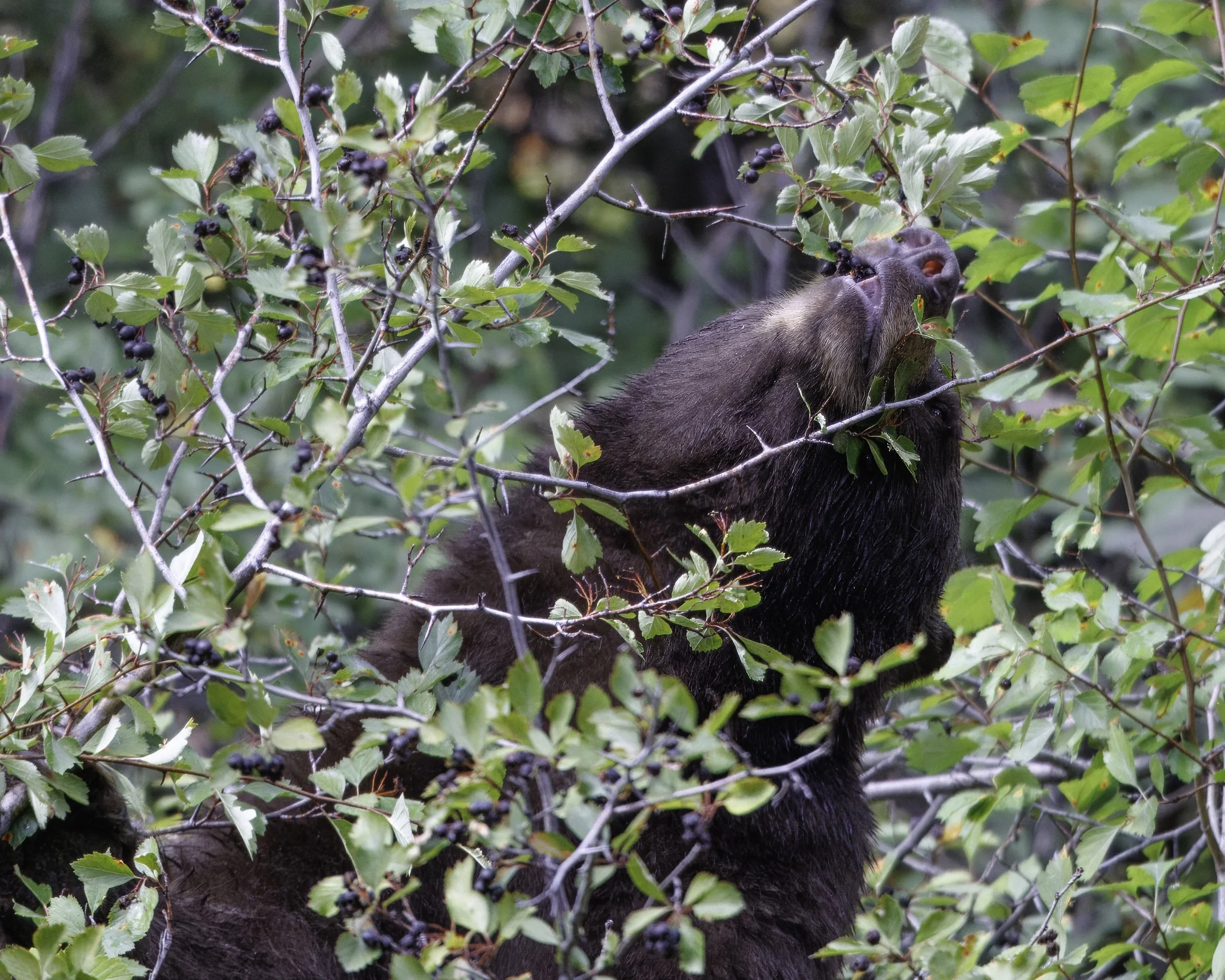 Berry_Bear_YGT3_PS_0490.jpg