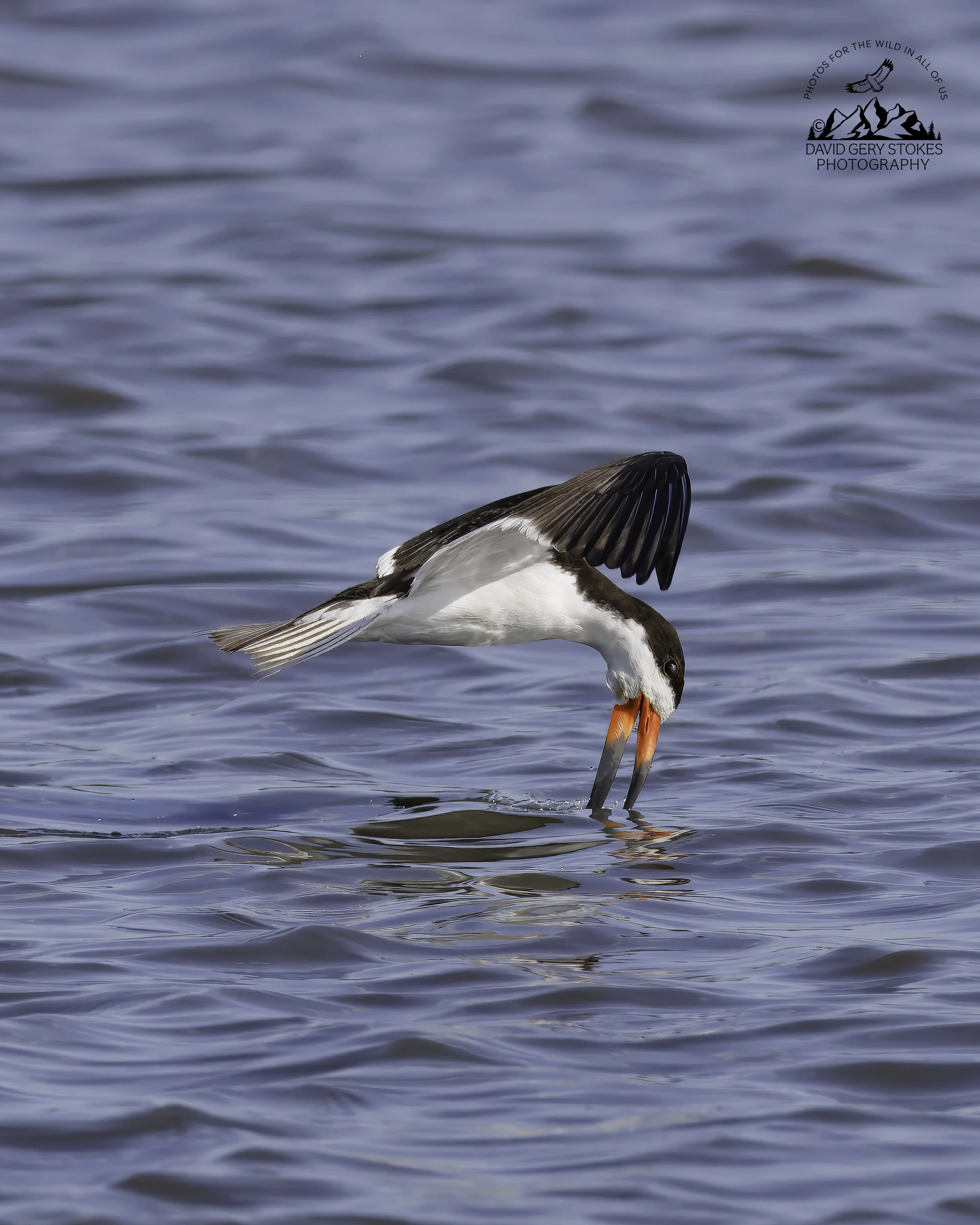 BSkimmer_Bend_EF_072926_9981.jpg