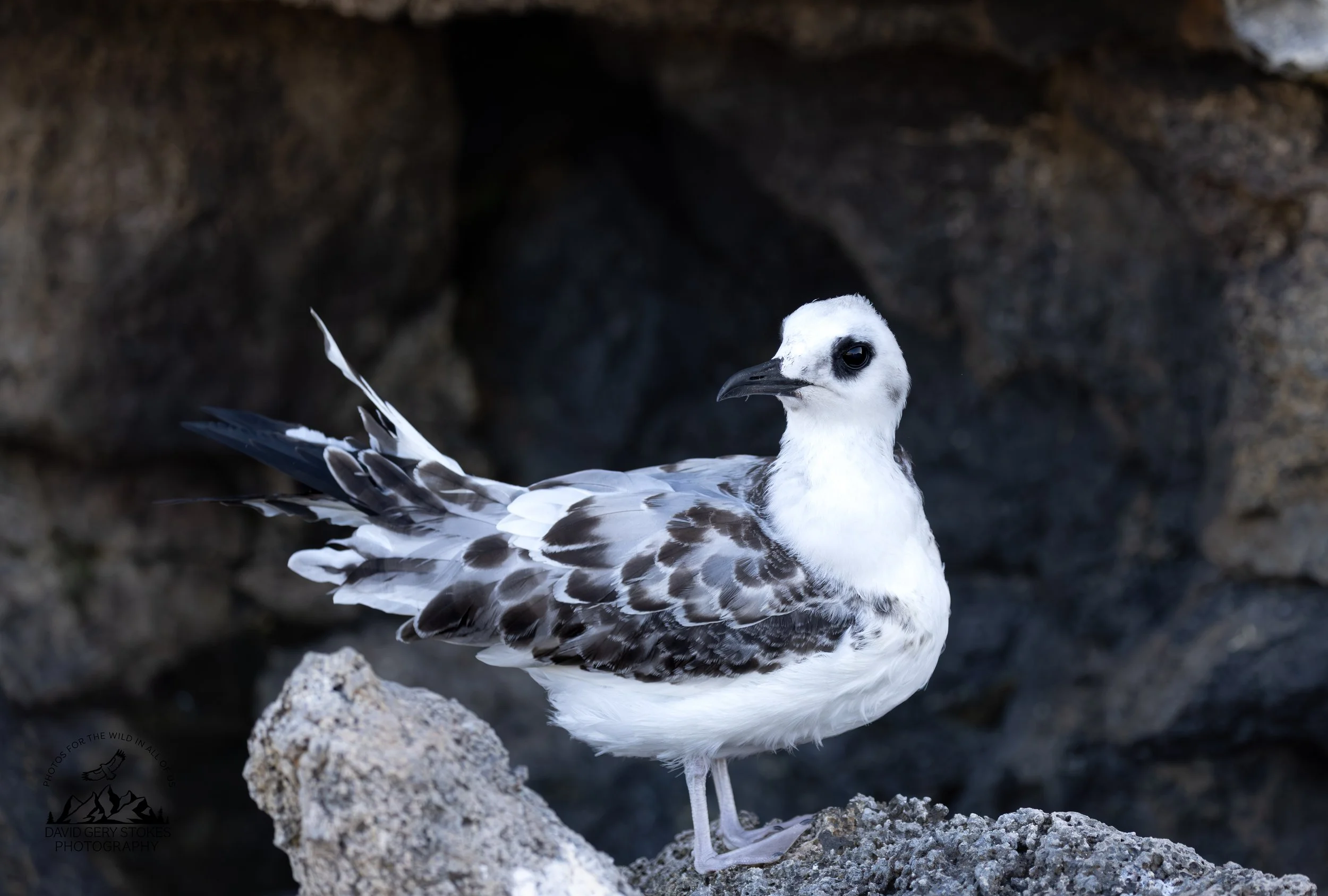 0233 Swallow-tailed Gull