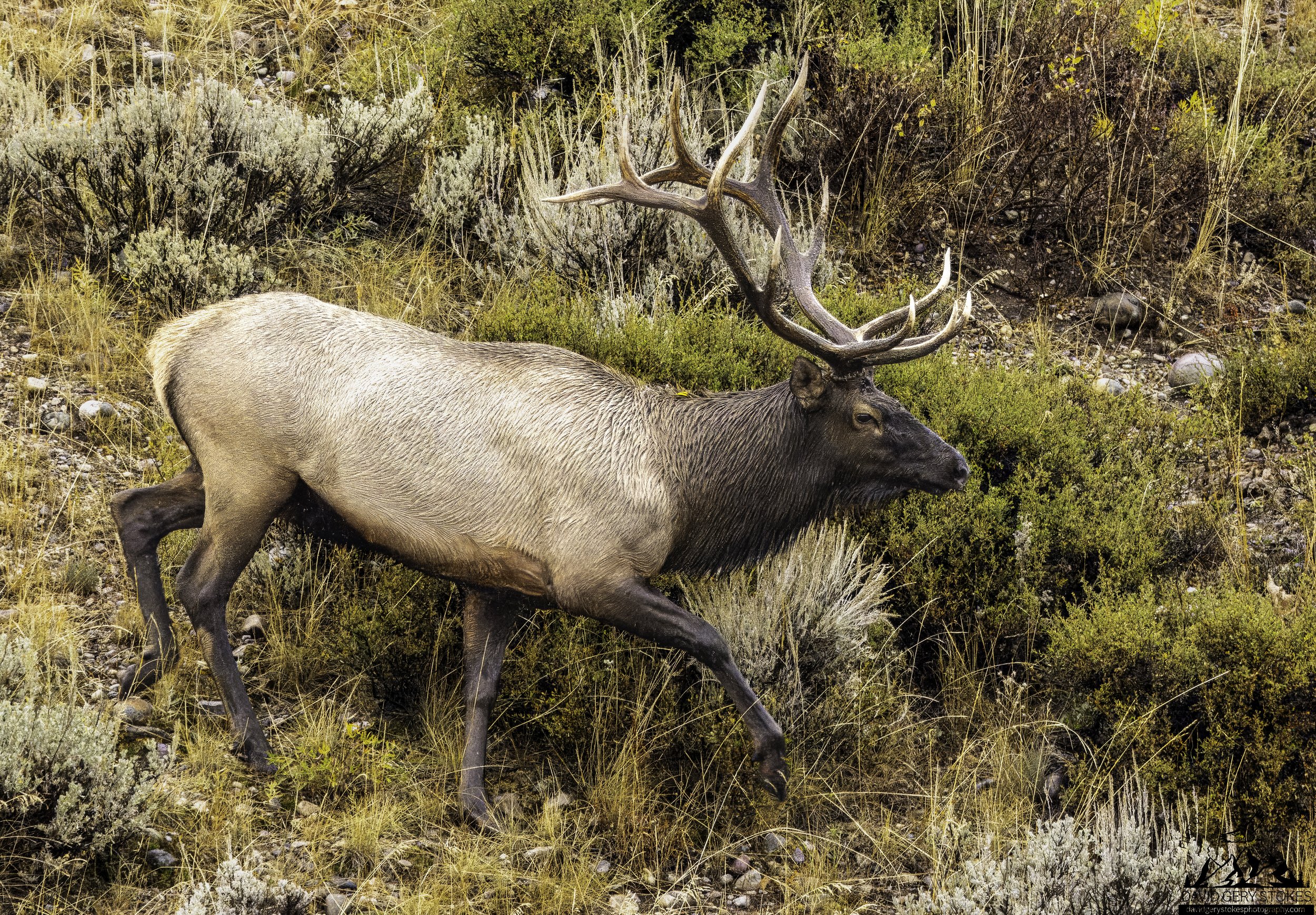 Bull_Elk_Walking_YGT2_0089.jpg