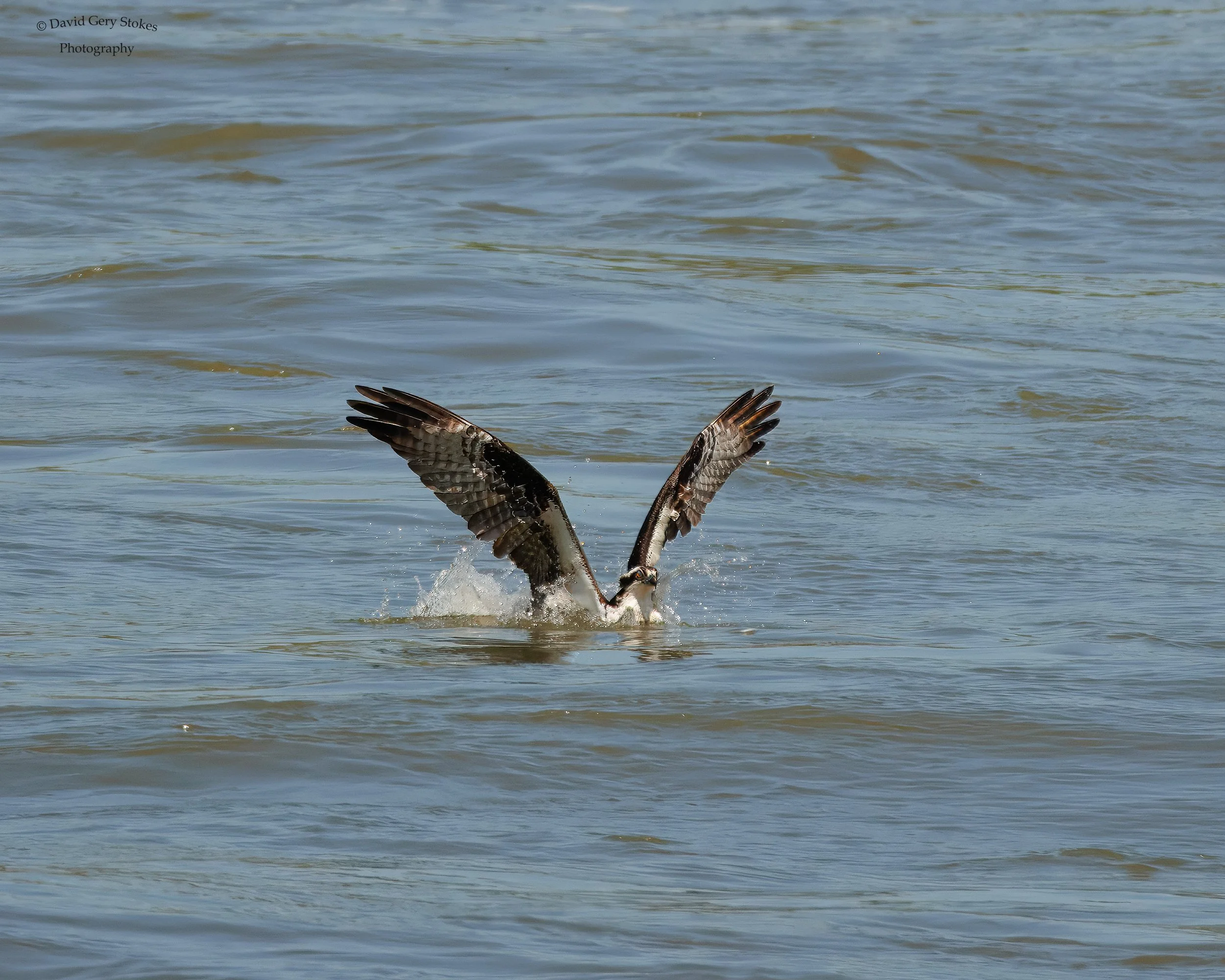 Osprey_Dunk_CWD_042024_WM_5347 - Copy.jpg