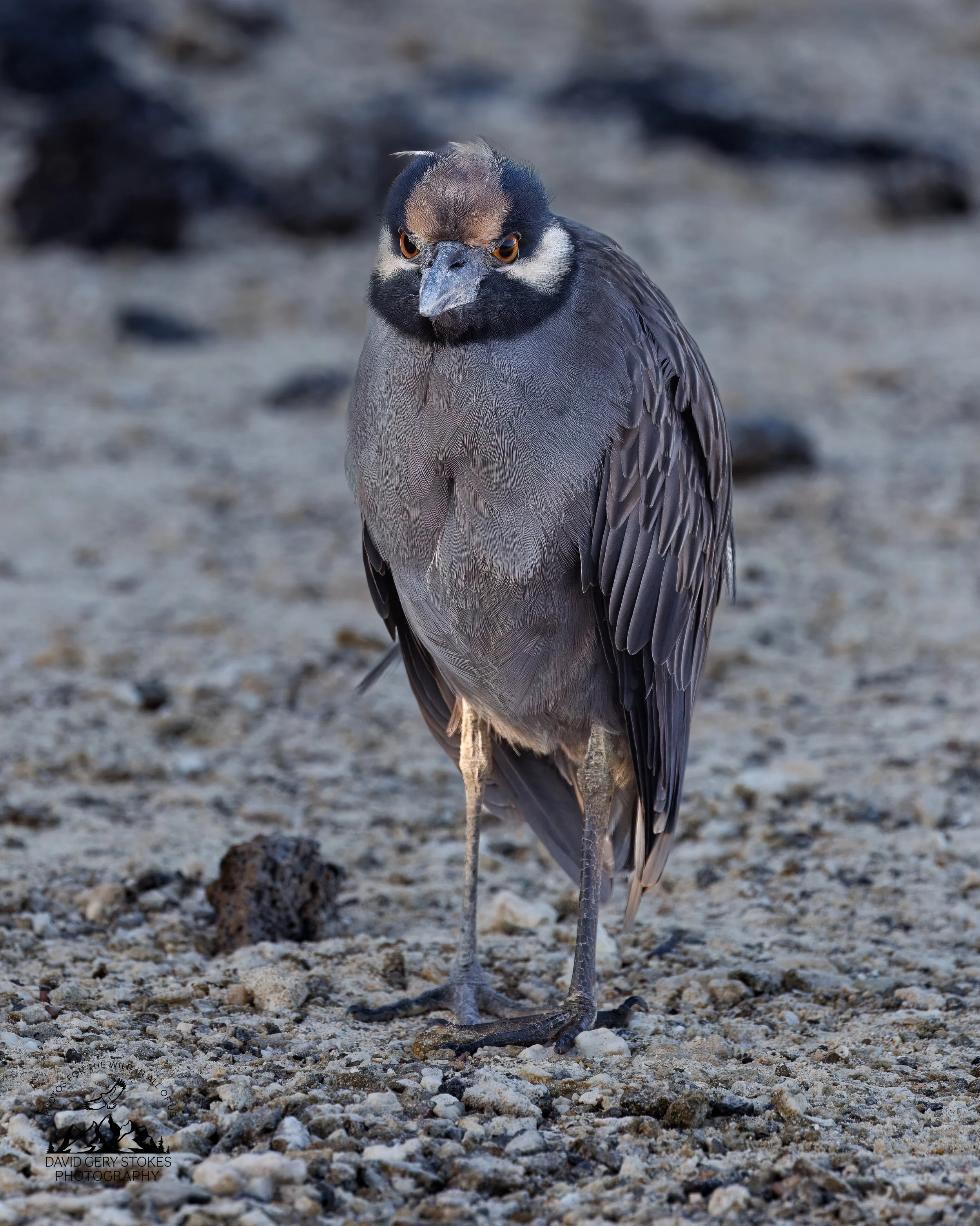 0282 Yellow-crowned Night Heron
