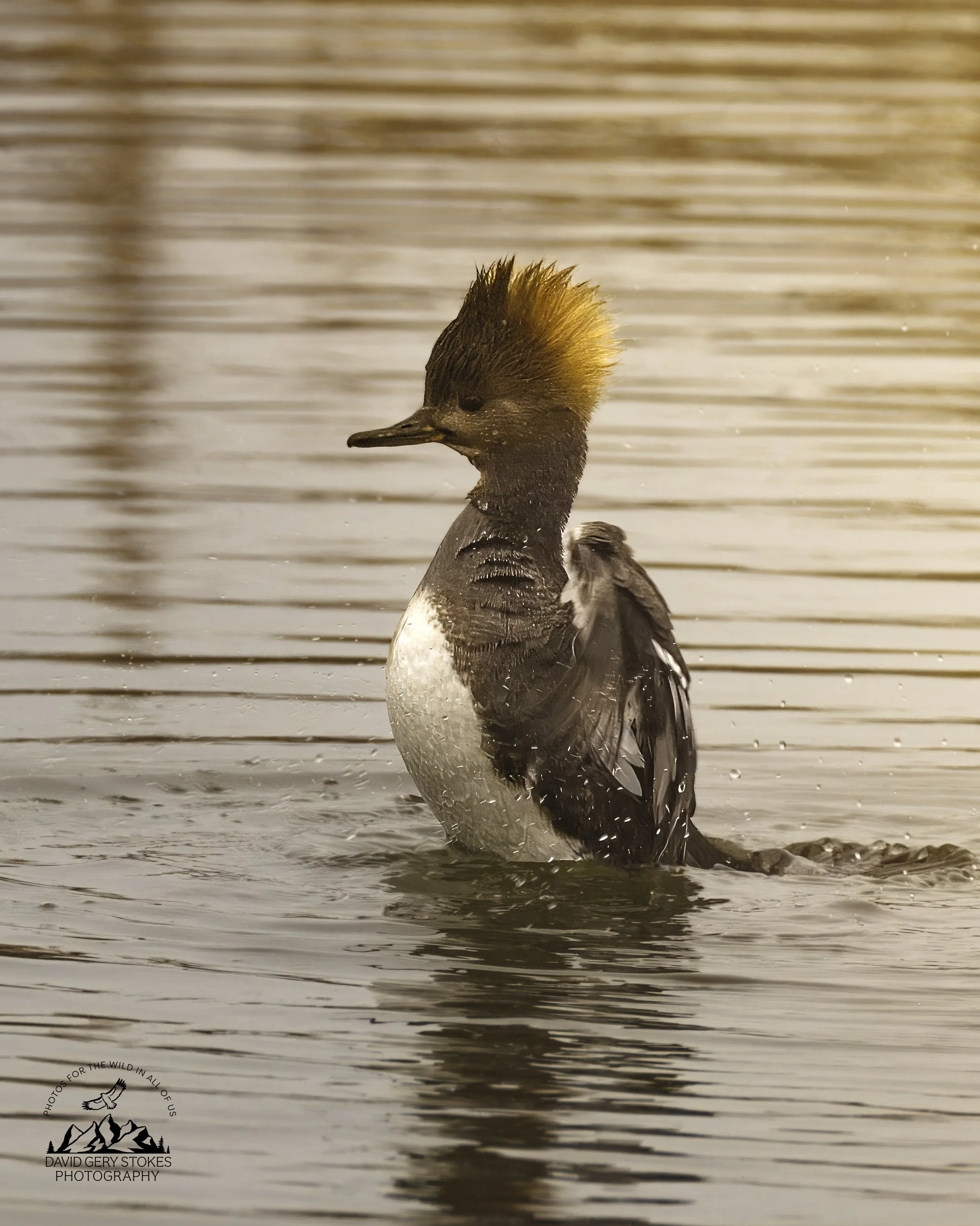 Hooded_Merganser_EF_030726_2043.jpg