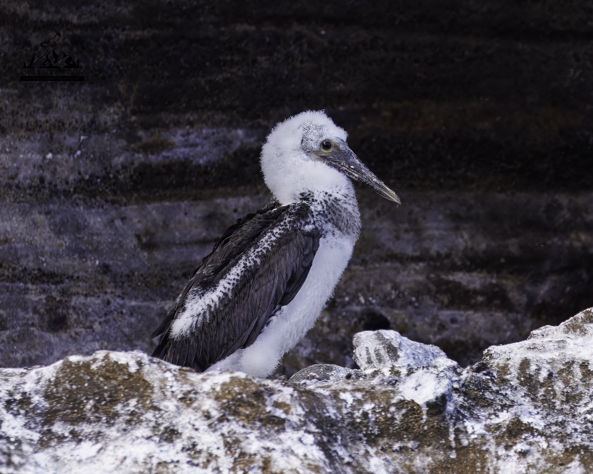 5463 Blue Footed Booby Chick
