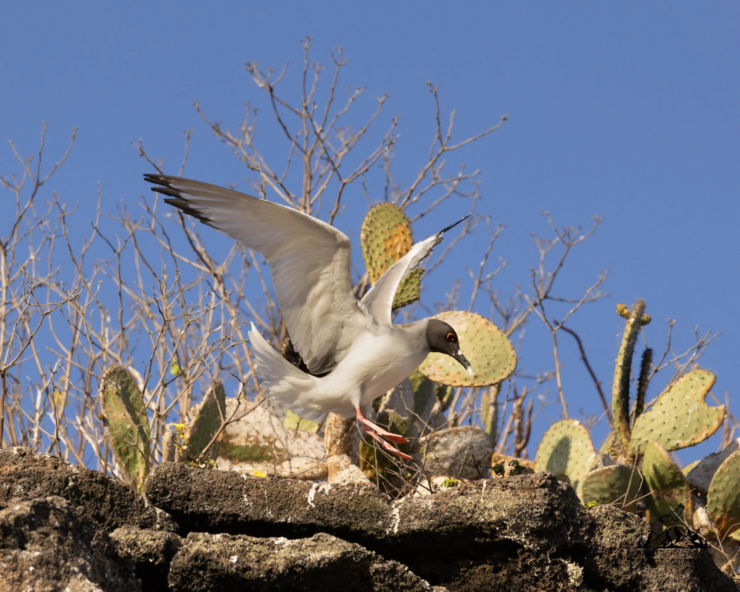 0069 Swallow-tailed Gull
