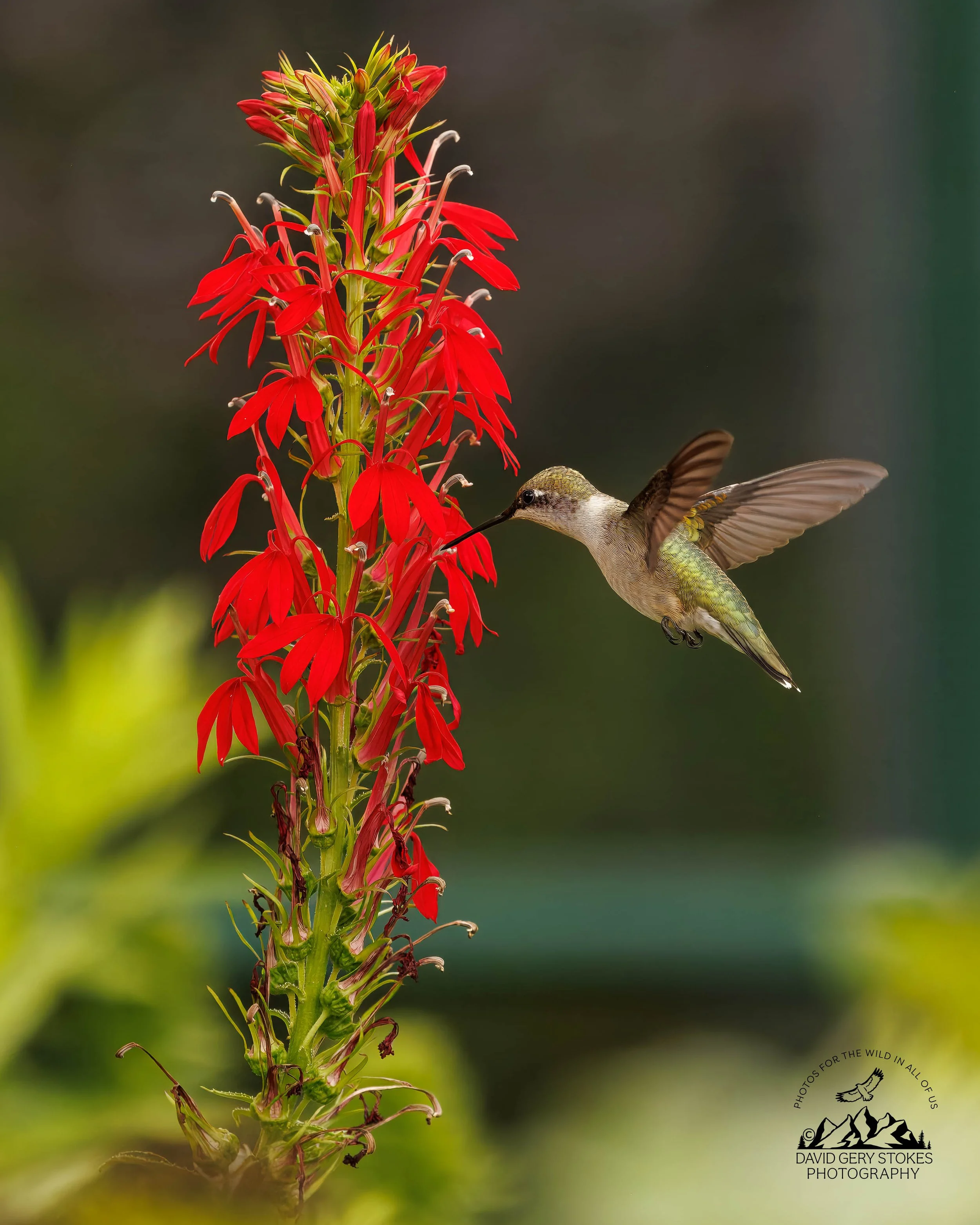 HBird_MCreek_080826_1982.jpg