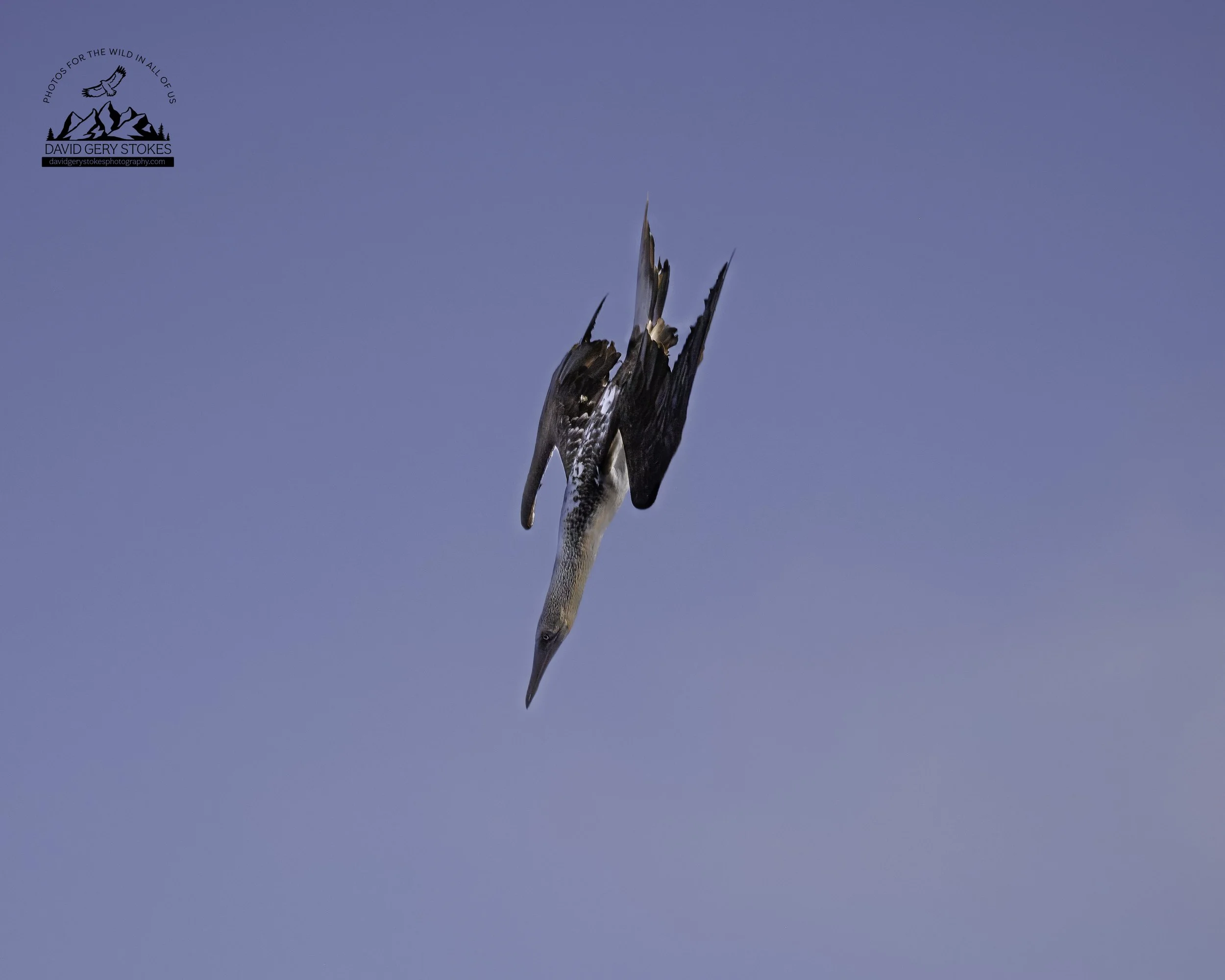 5605 Blue Footed Booby Dive